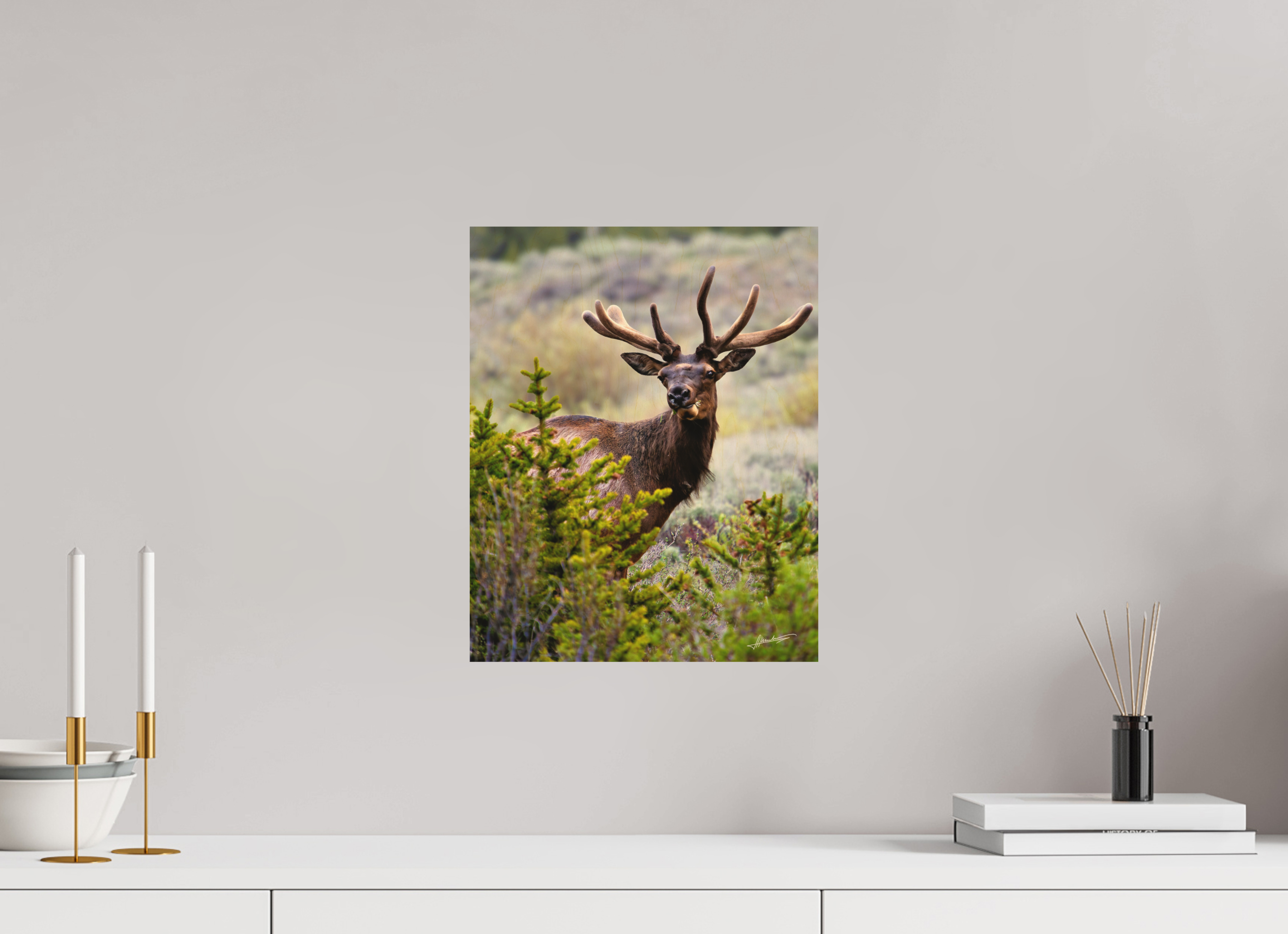 12 x 15″, Direct Photo Print on Wood Velvet Bull
