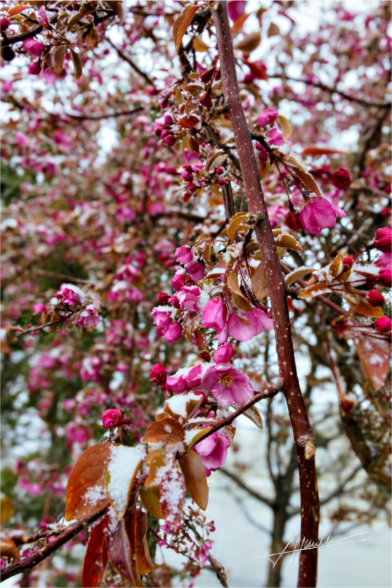 Main image Late Spring Snow