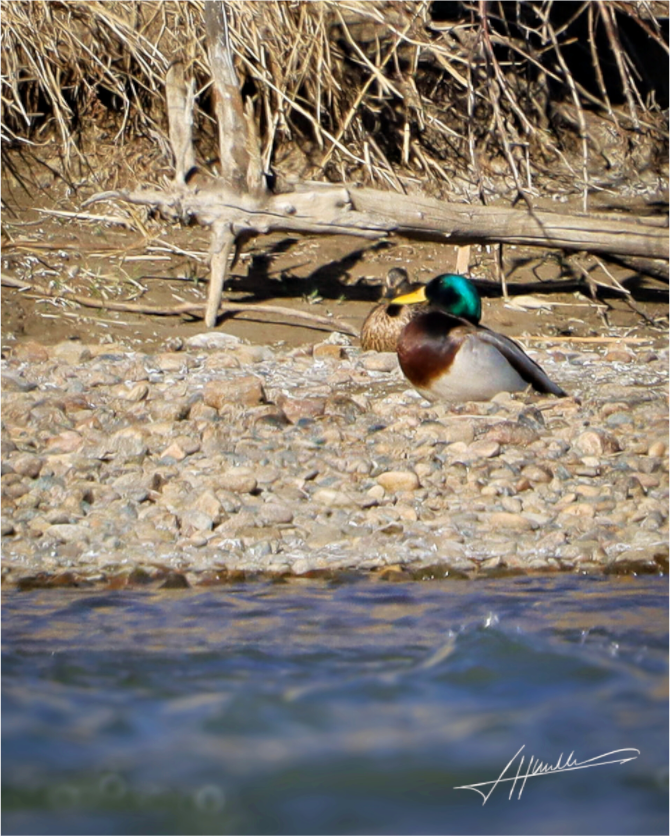 Main image Sunbathing Mallard