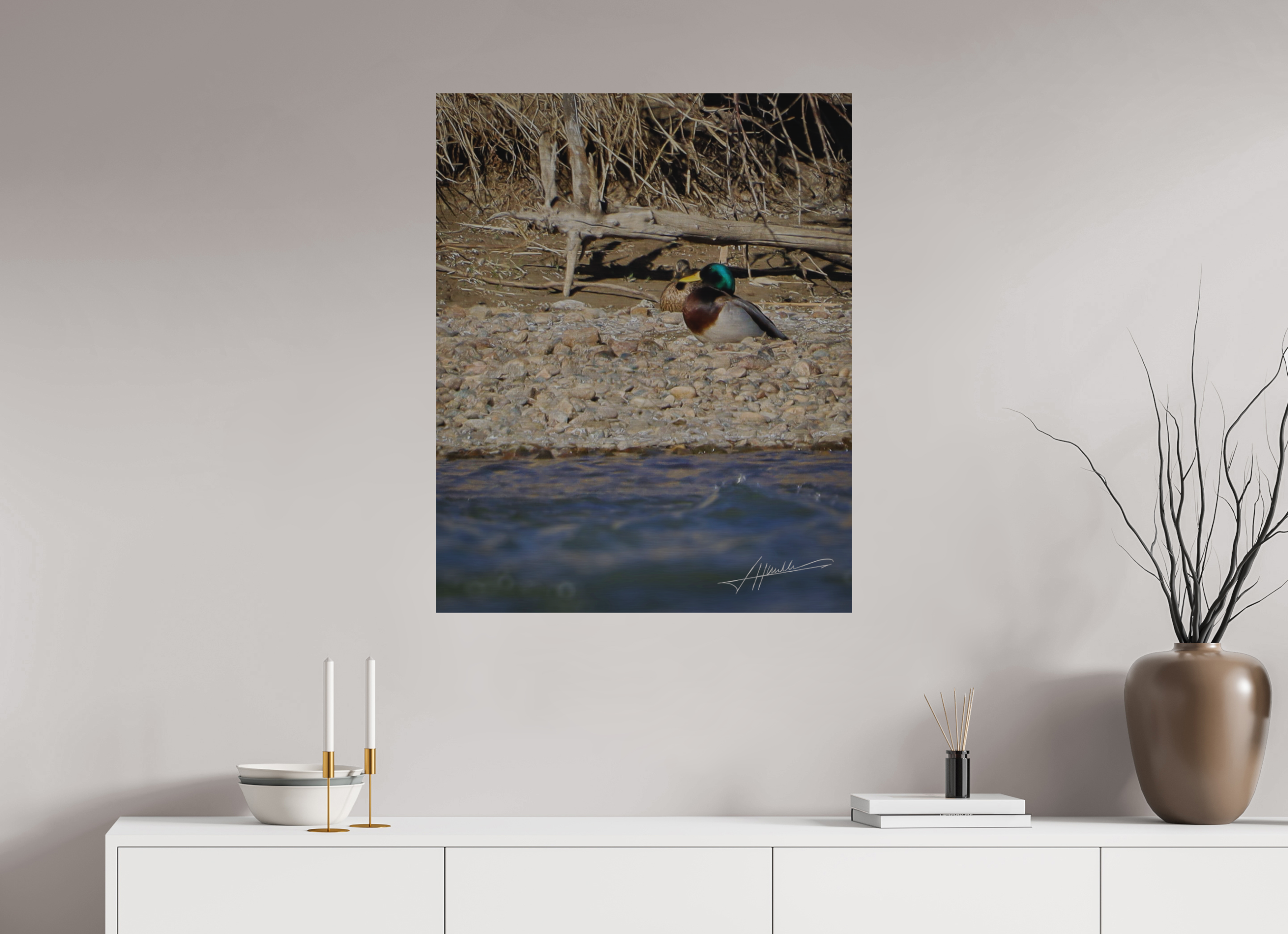 28 x 35″, Direct Brushed Aluminum Sunbathing Mallard