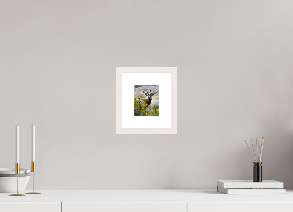 4 x 5″, Solid Wood Frame with Passe-partout Velvet Bull