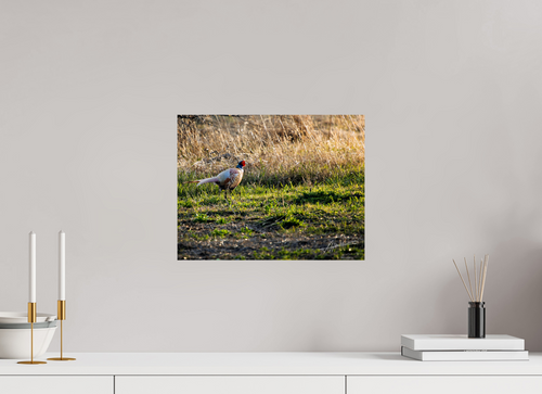 15.5 x 12″, Fine Art Print Evening Pheasant