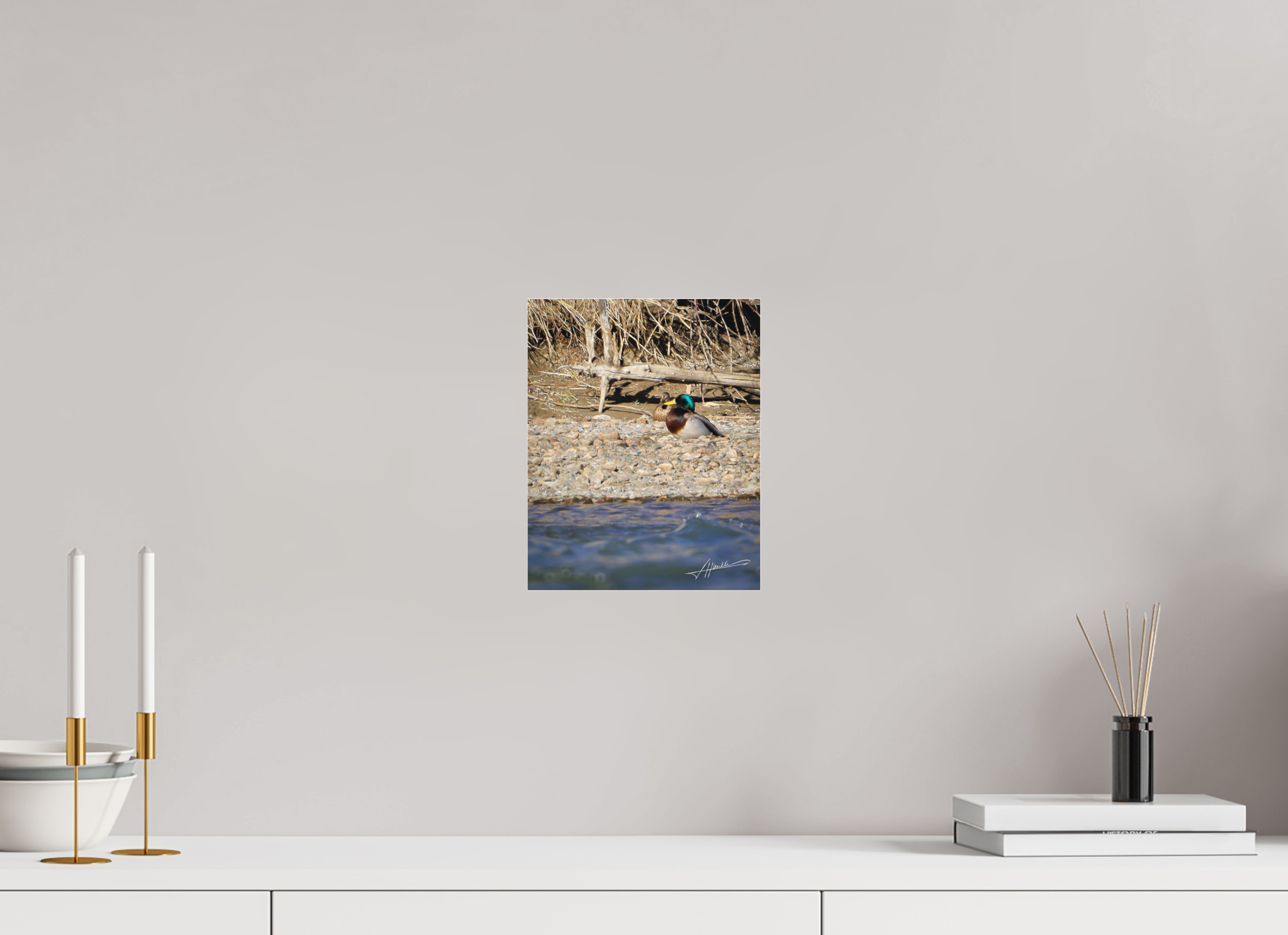 8 x 10″, Fine Pigment Under Acrylic Sunbathing Mallard
