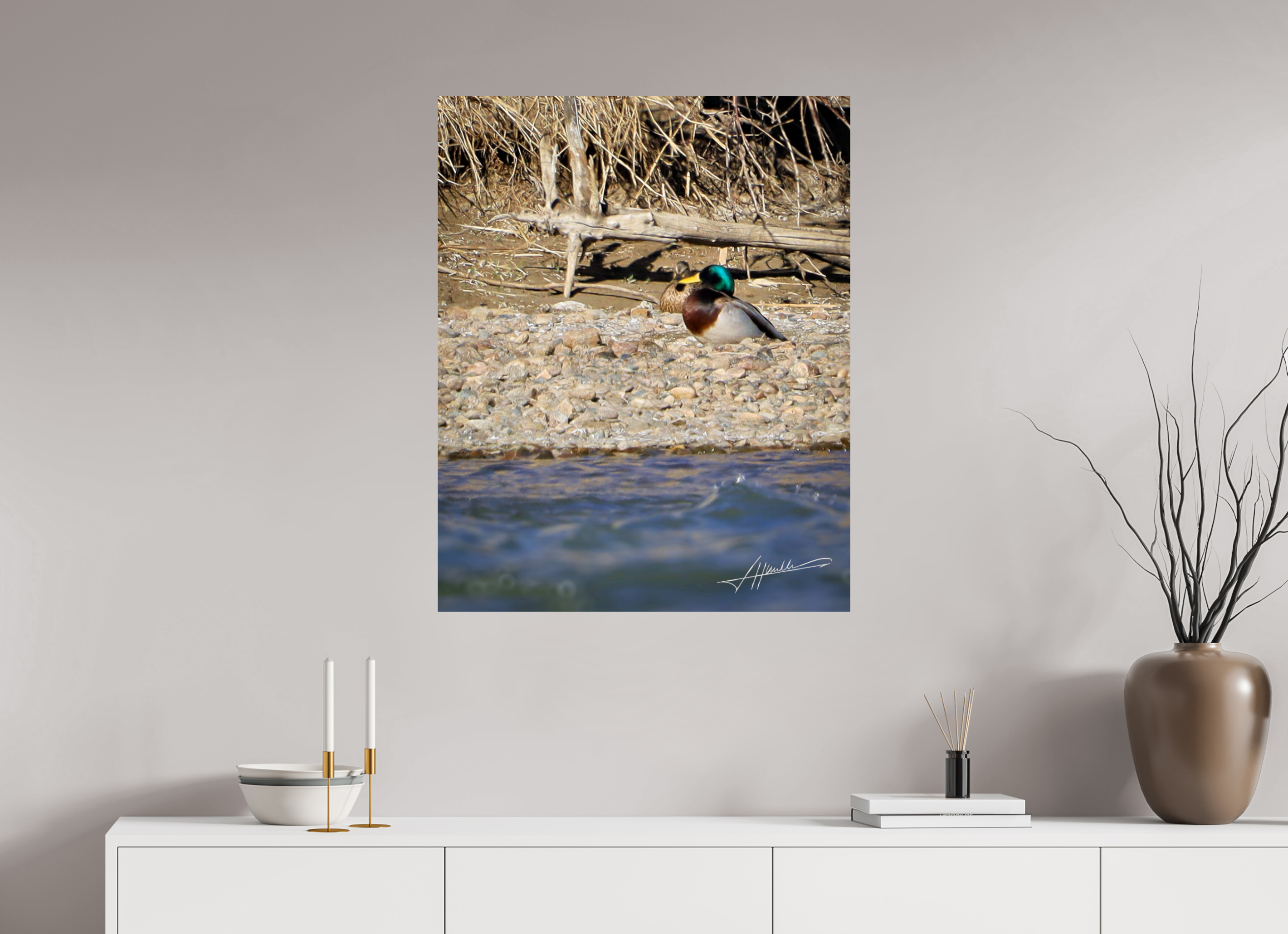 28 x 35″, Photo Print On Fuji Crystal DP II Sunbathing Mallard
