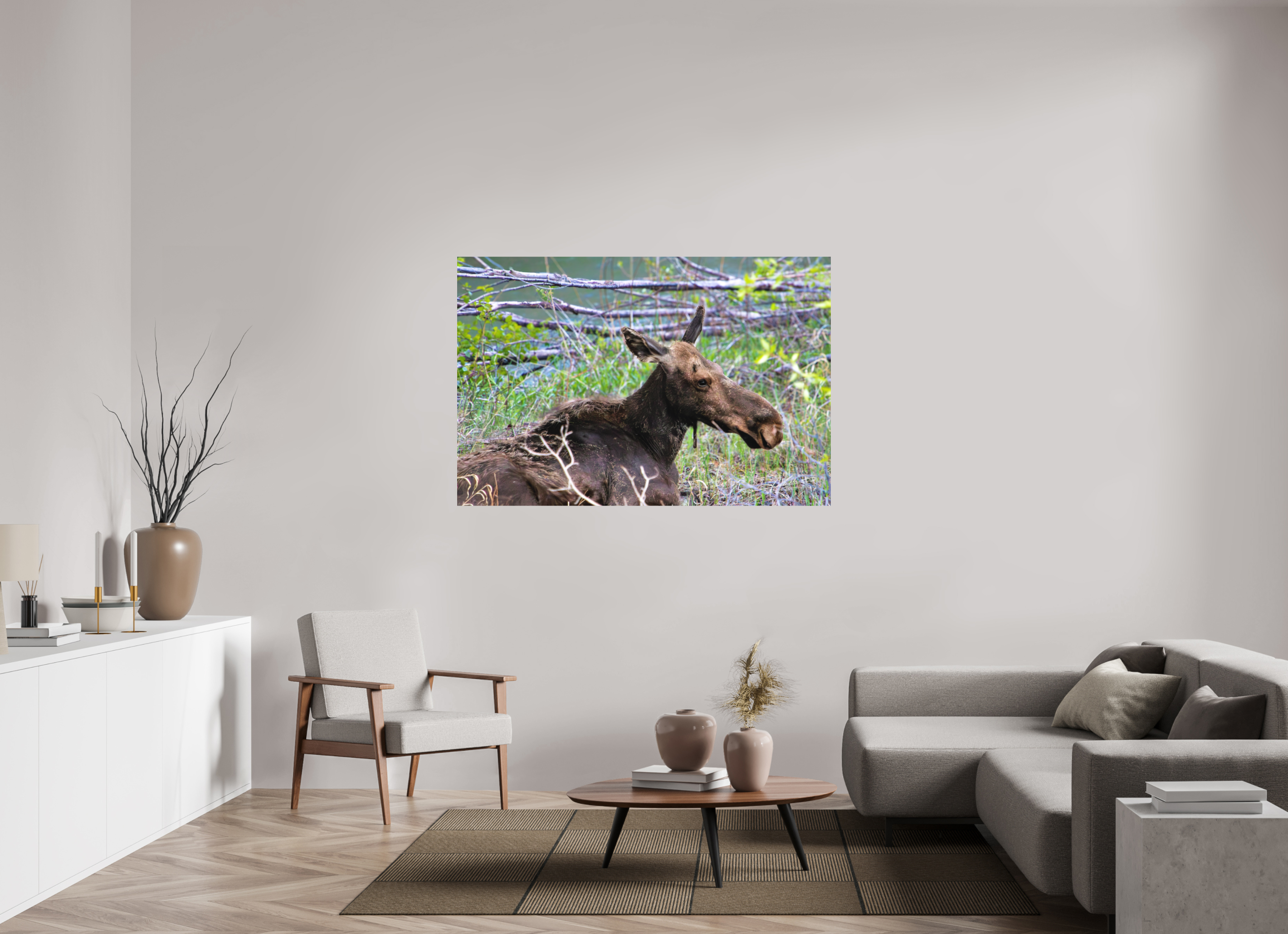 60 x 40″, Metal Dibond Moose Relaxing