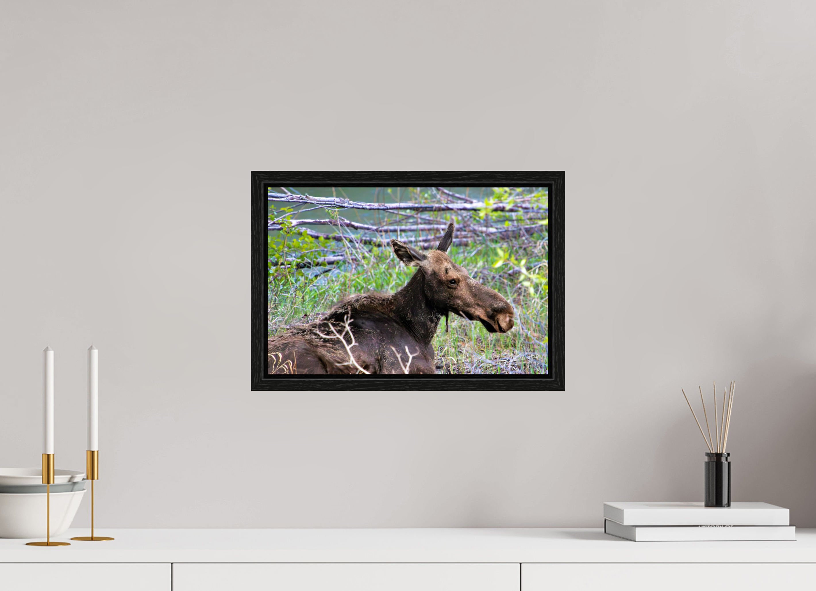 15 x 10″, Floater Frame Moose Relaxing