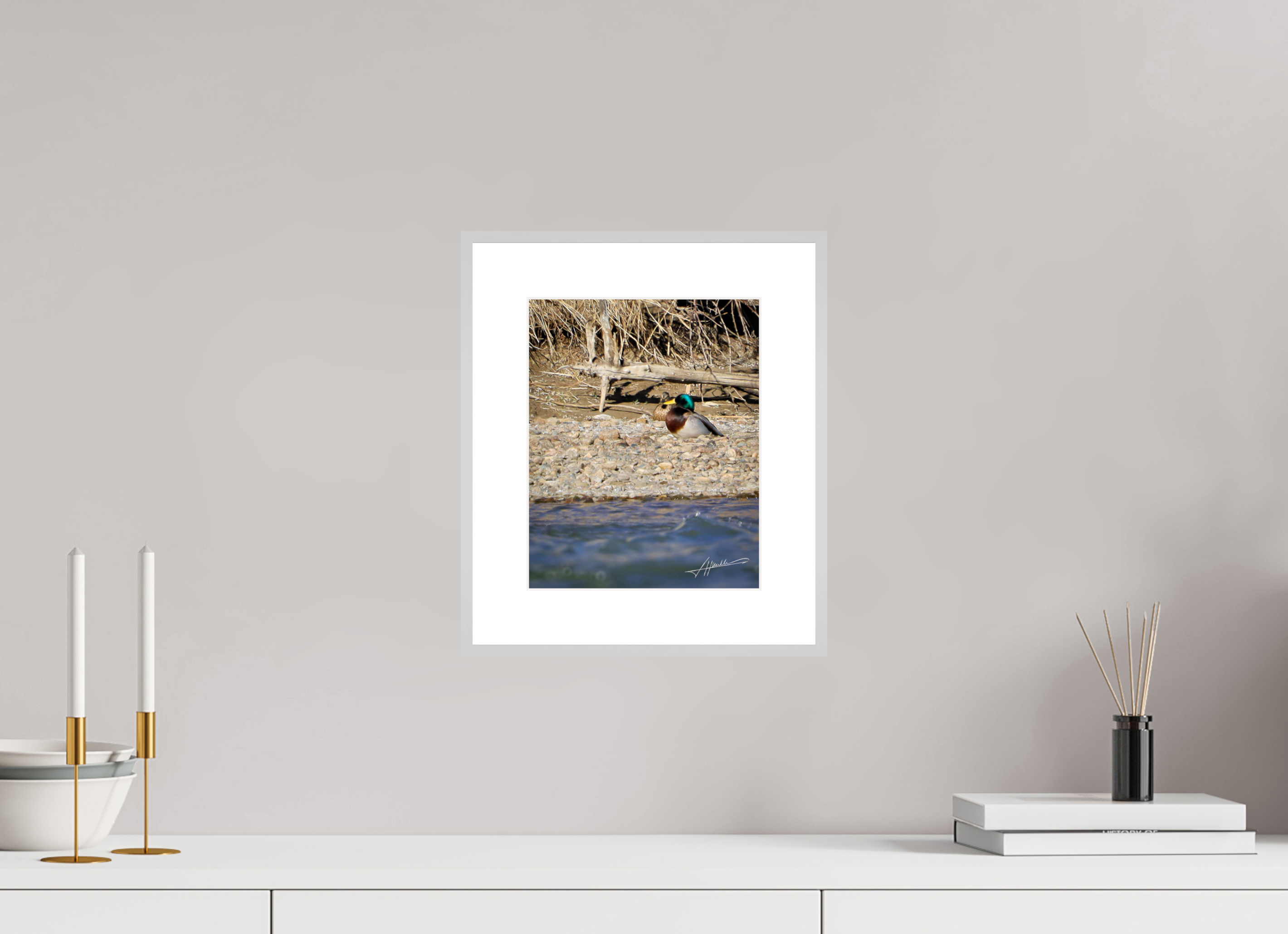 8 x 10″, Changeable Magnetic Frame Sunbathing Mallard