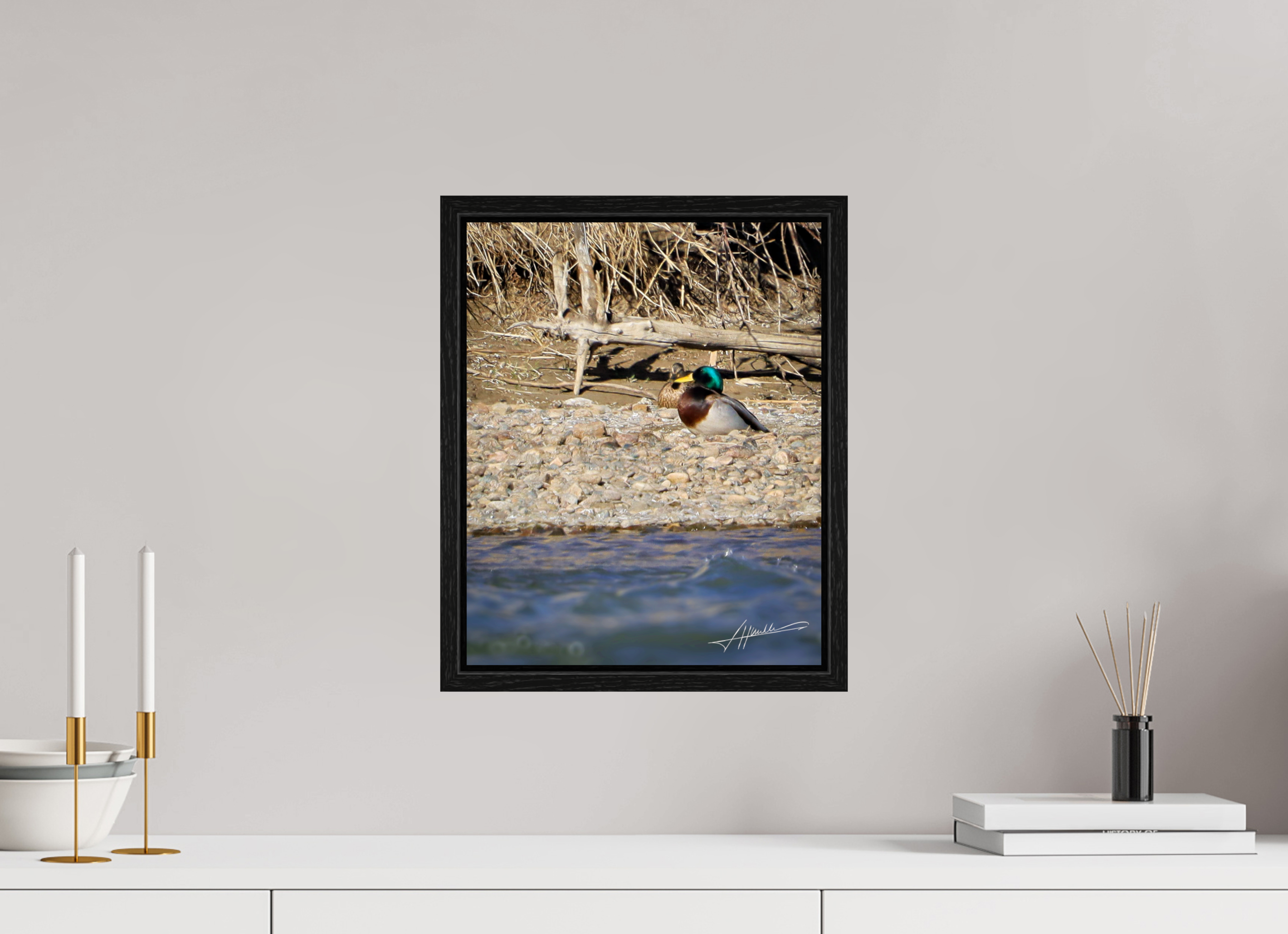 12 x 15″, Floater Frame Sunbathing Mallard