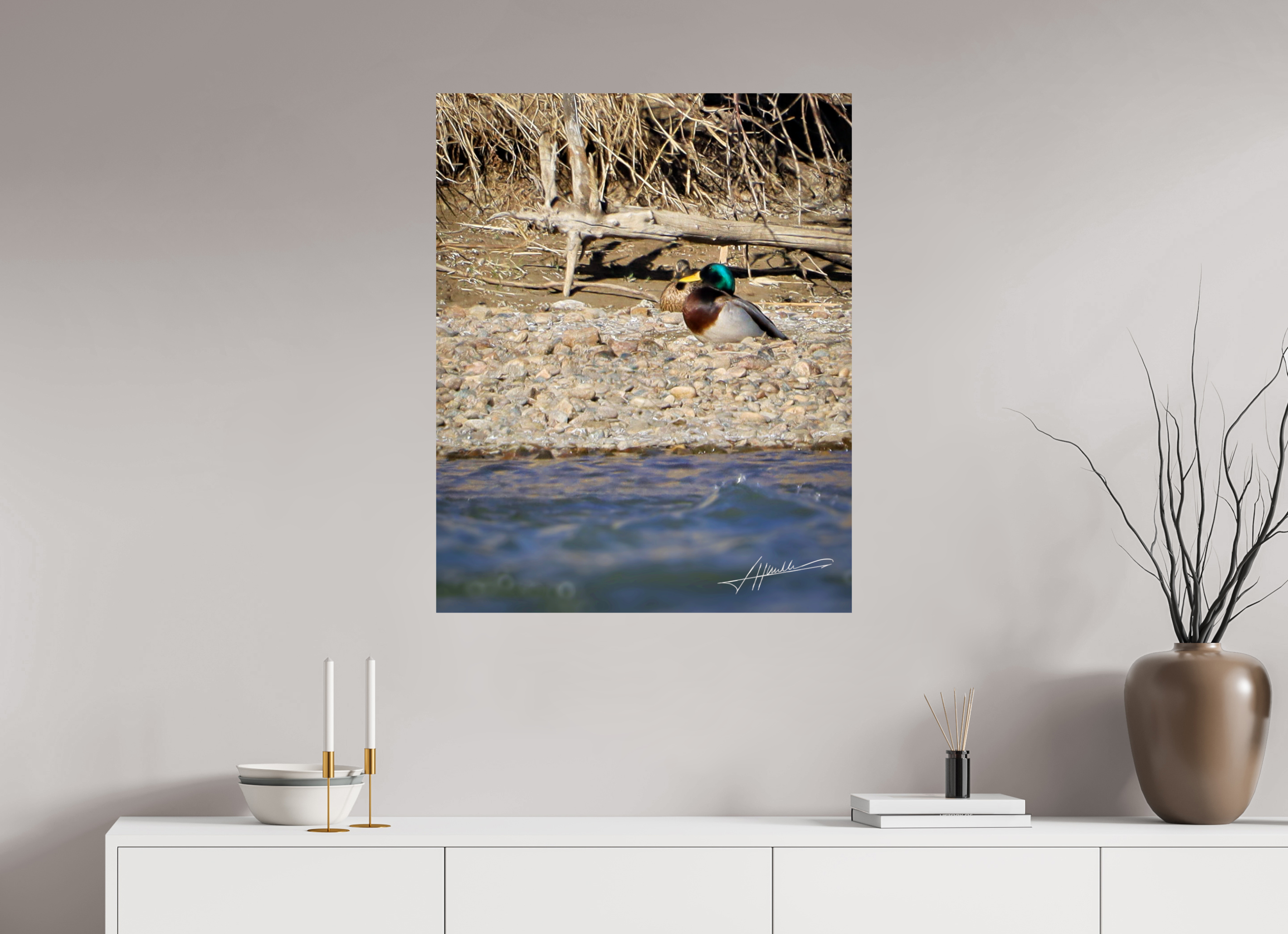 28 x 35″, Fine Art Dibond Sunbathing Mallard