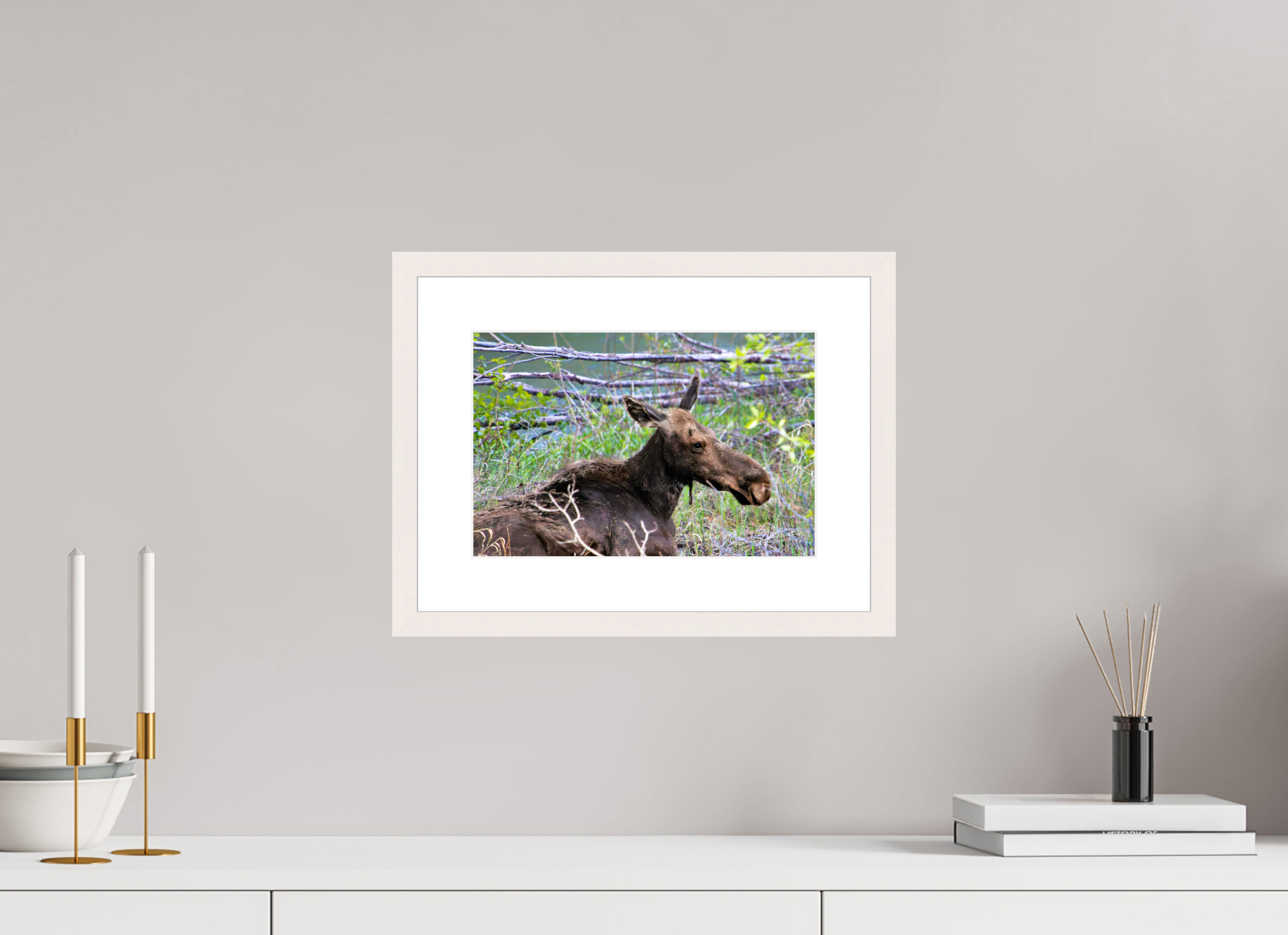 12 x 8″, Solid Wood Frame with Passe-partout Moose Relaxing