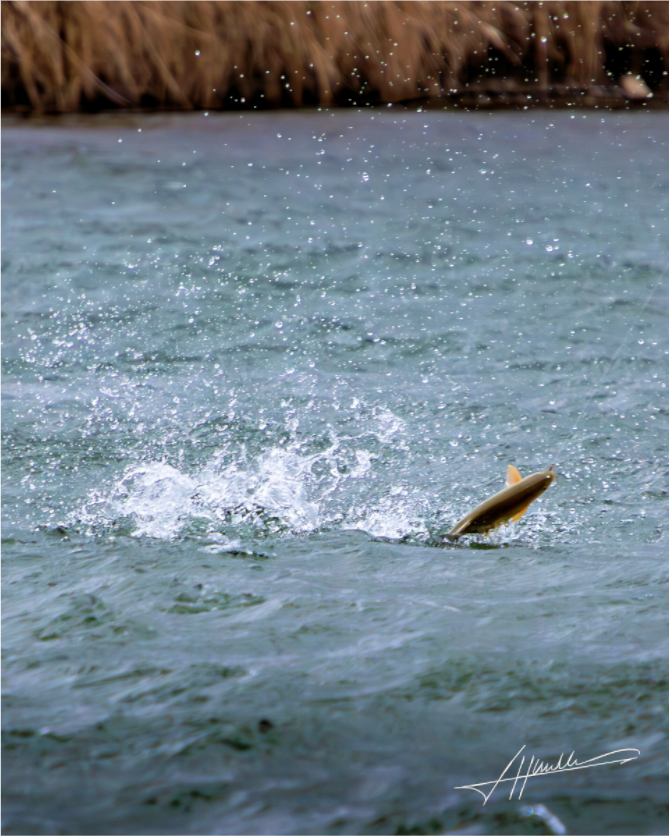 Main image Jumping Rainbow Trout