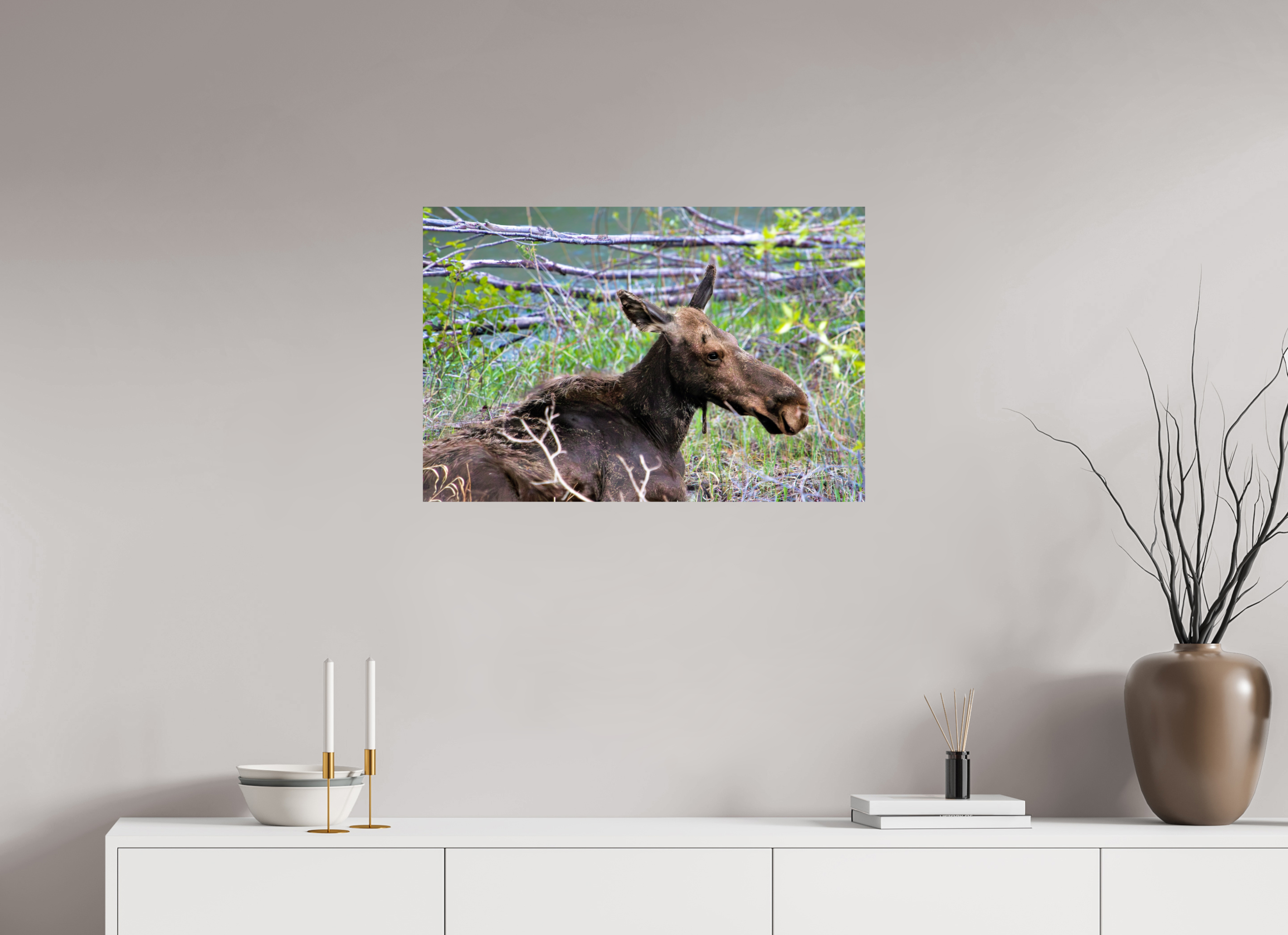 30 x 20″, Photo Print On Fuji Crystal DP II Moose Relaxing