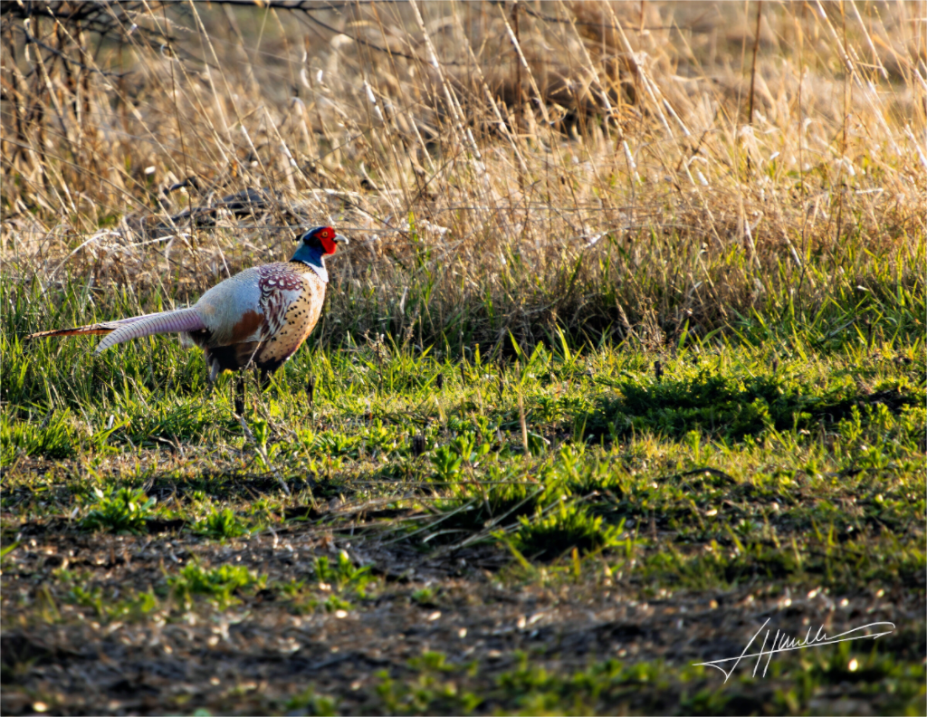 Main image Evening Pheasant