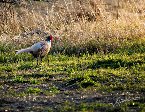 Main image Evening Pheasant