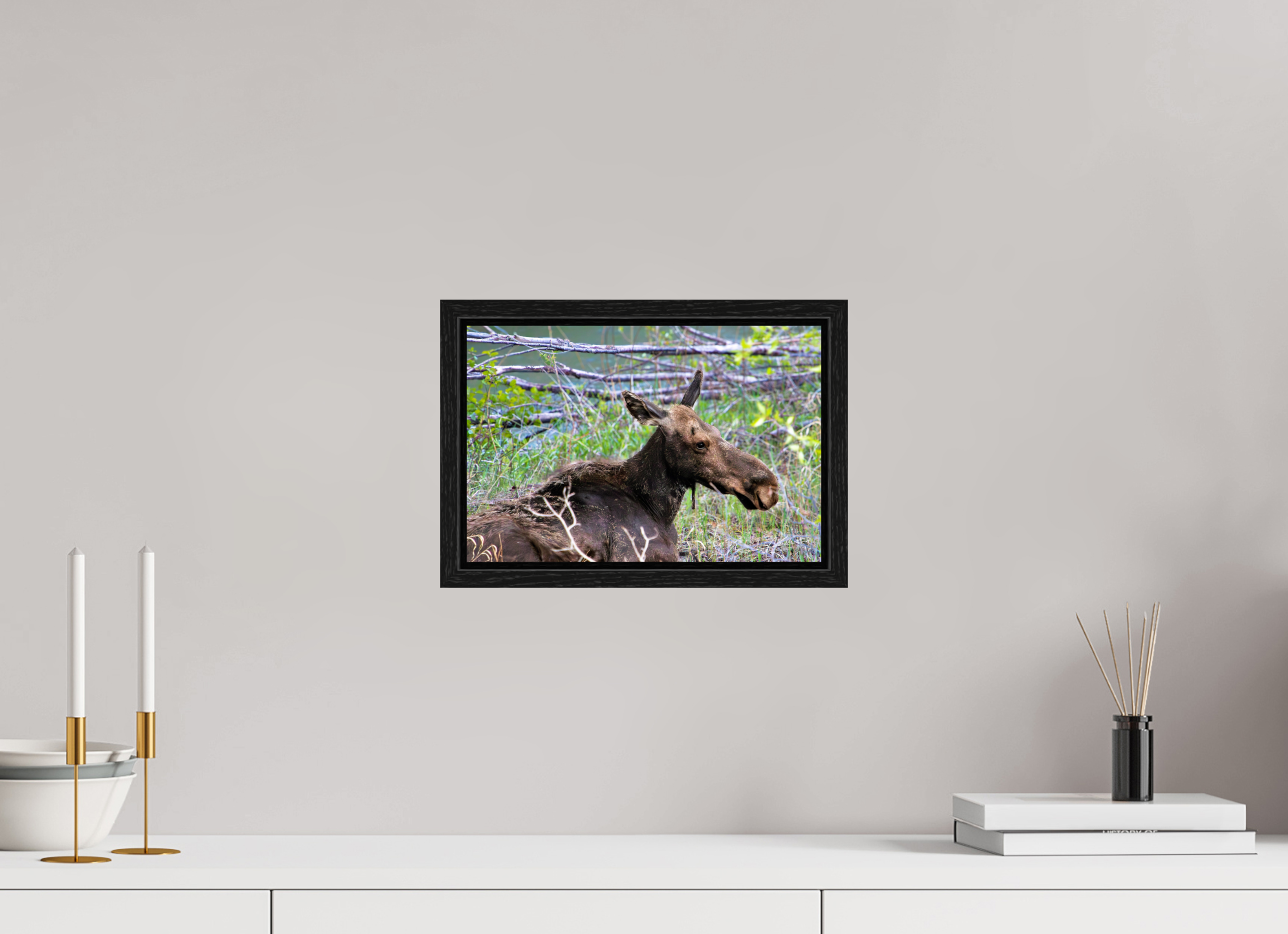 12 x 8″, Floater Frame Moose Relaxing