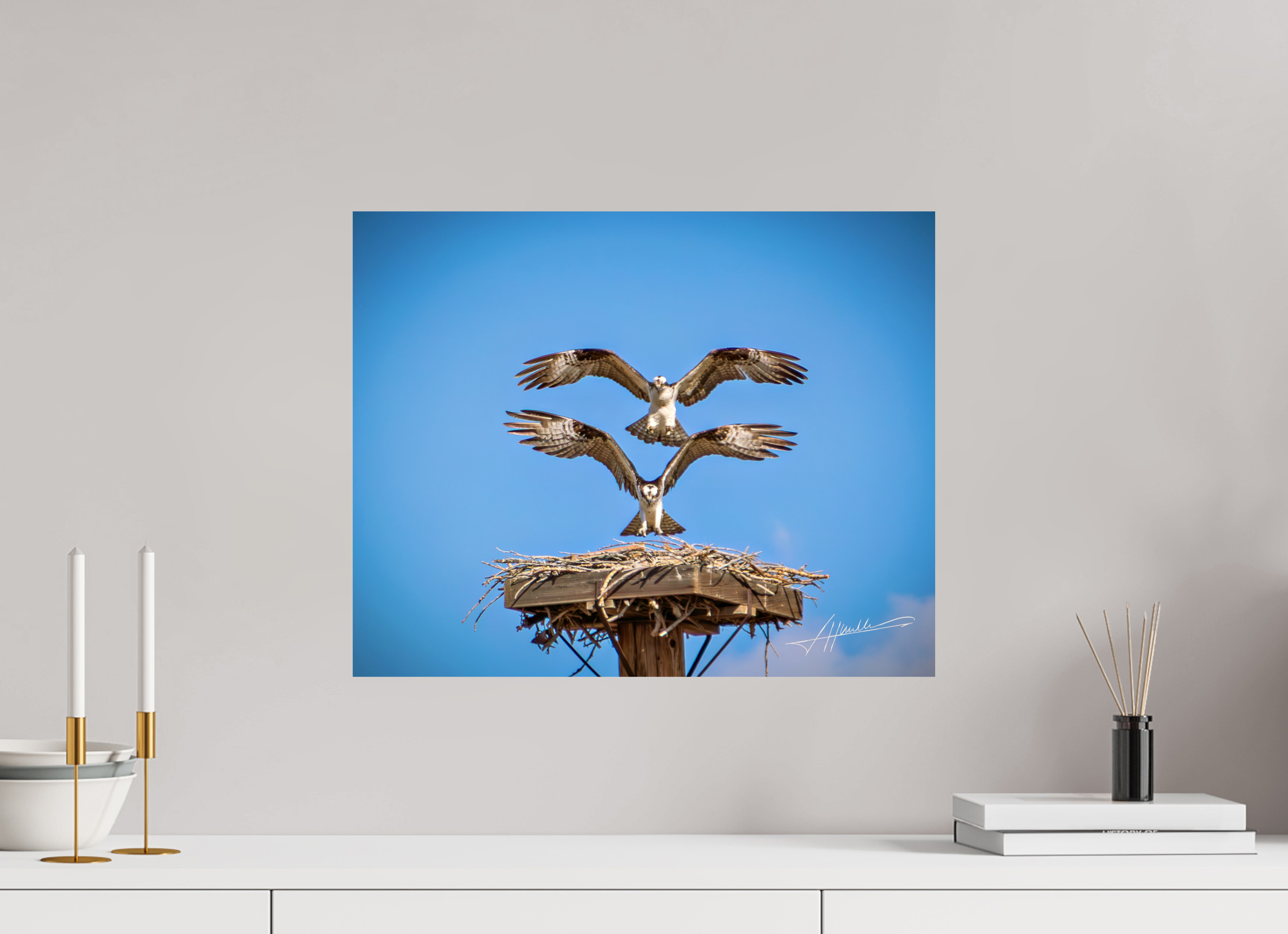 20 x 16″, Fine Art Dibond Two Osprey Landing
