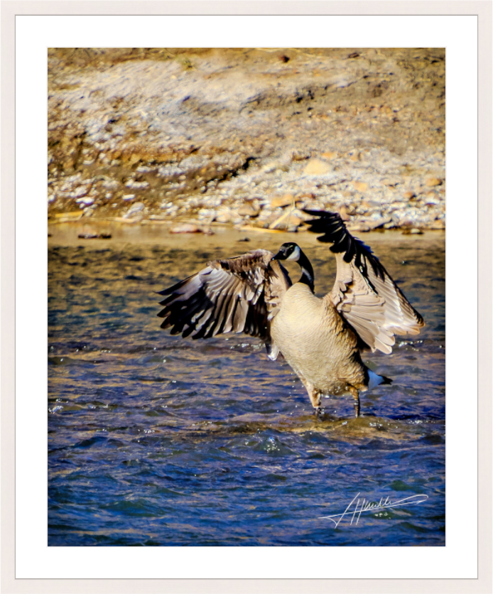 Main image The Bathing Goose