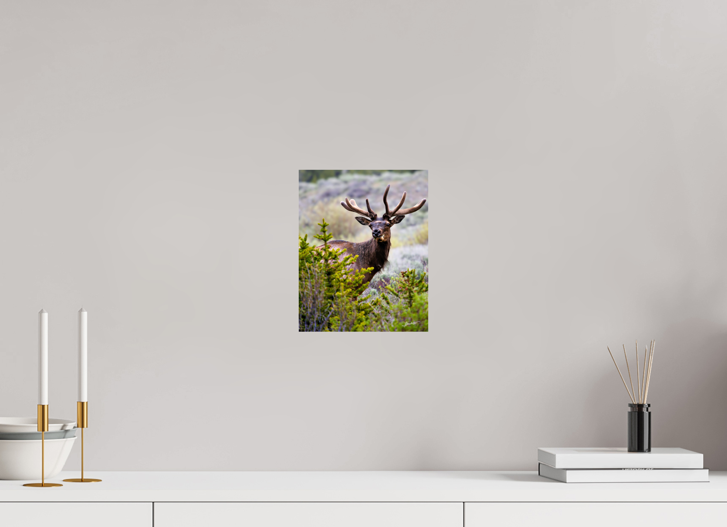 8 x 10″, Fine Art Print Velvet Bull