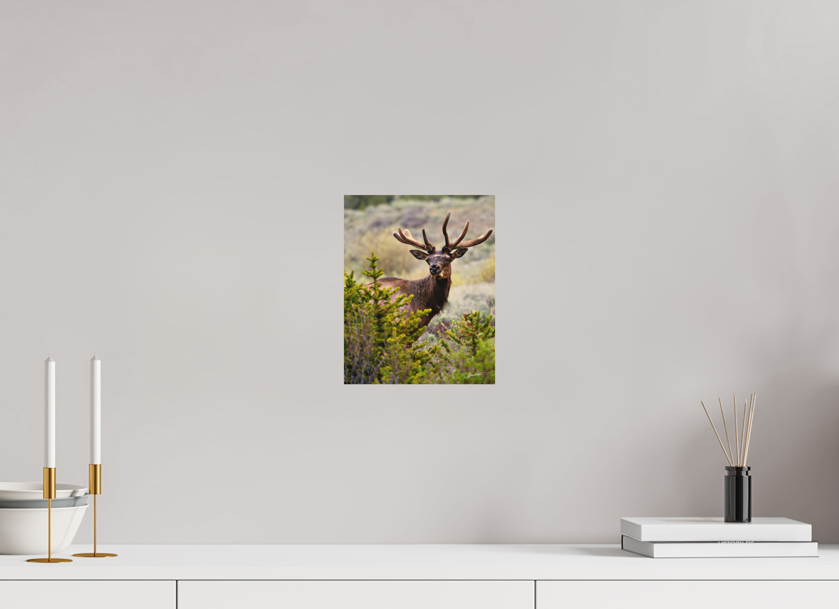 8 x 10″, Direct Photo Print on Wood Velvet Bull