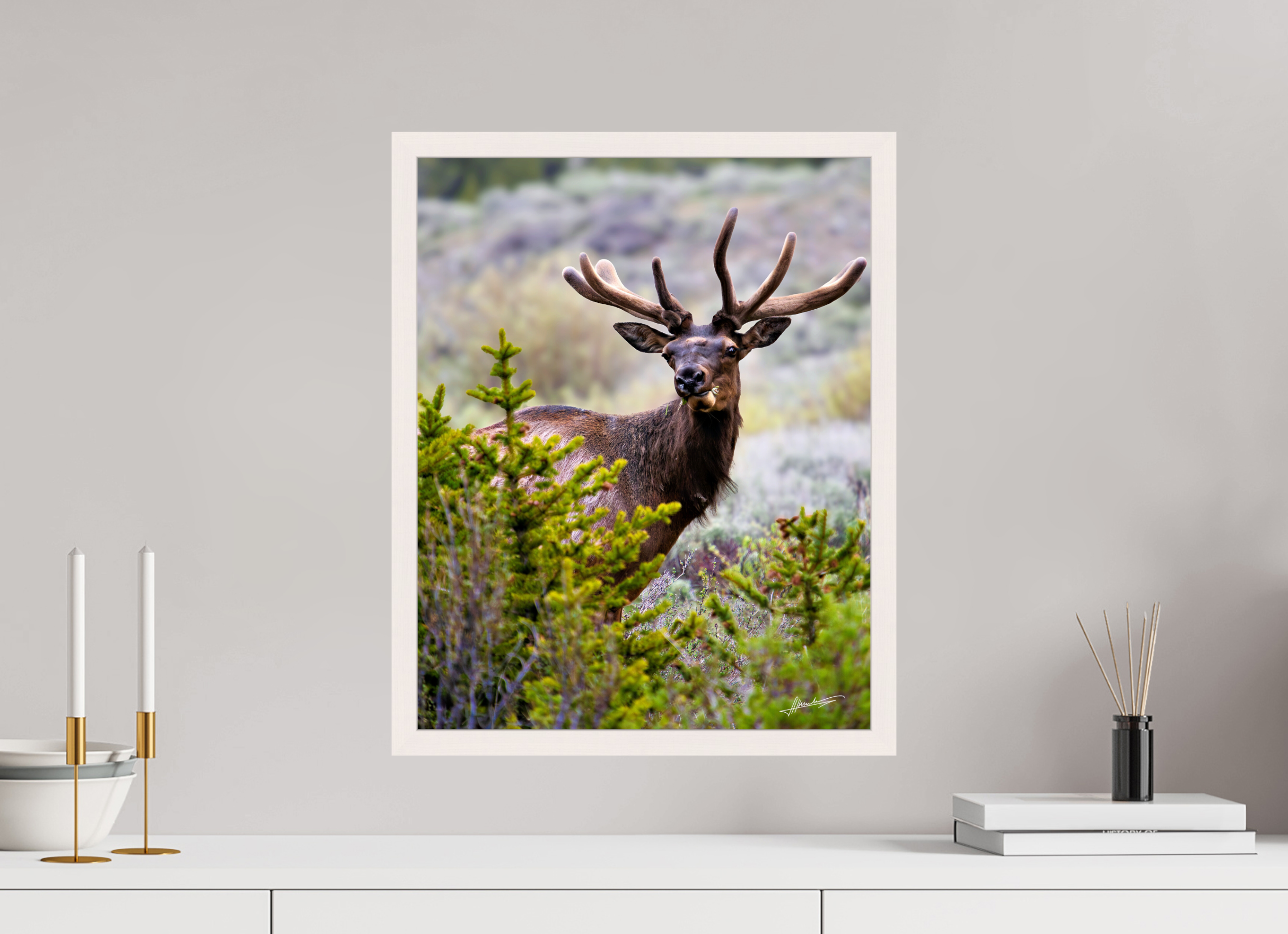 16 x 20″, Gallery Frame Velvet Bull