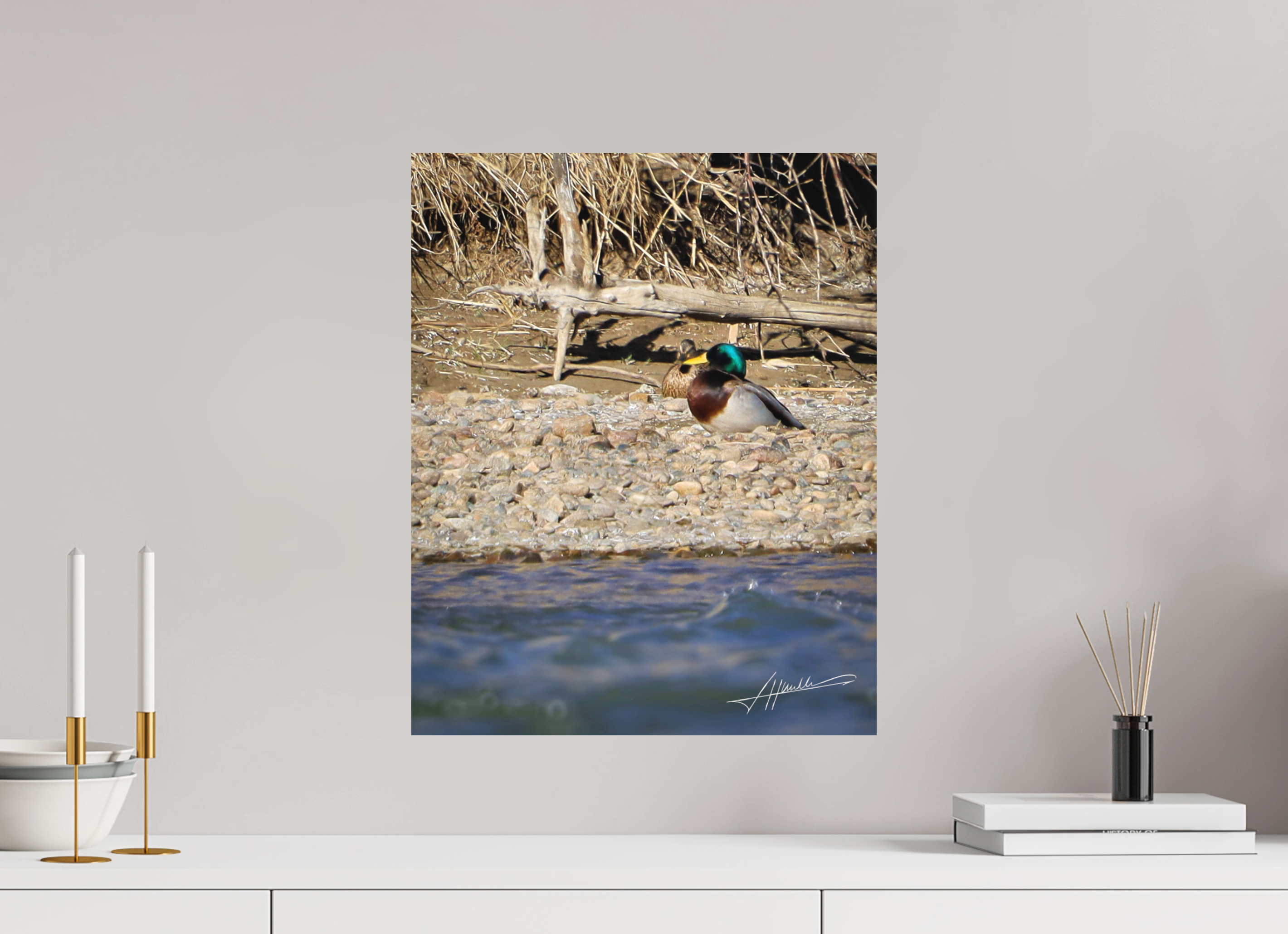 16 x 20″, Metal Dibond Sunbathing Mallard