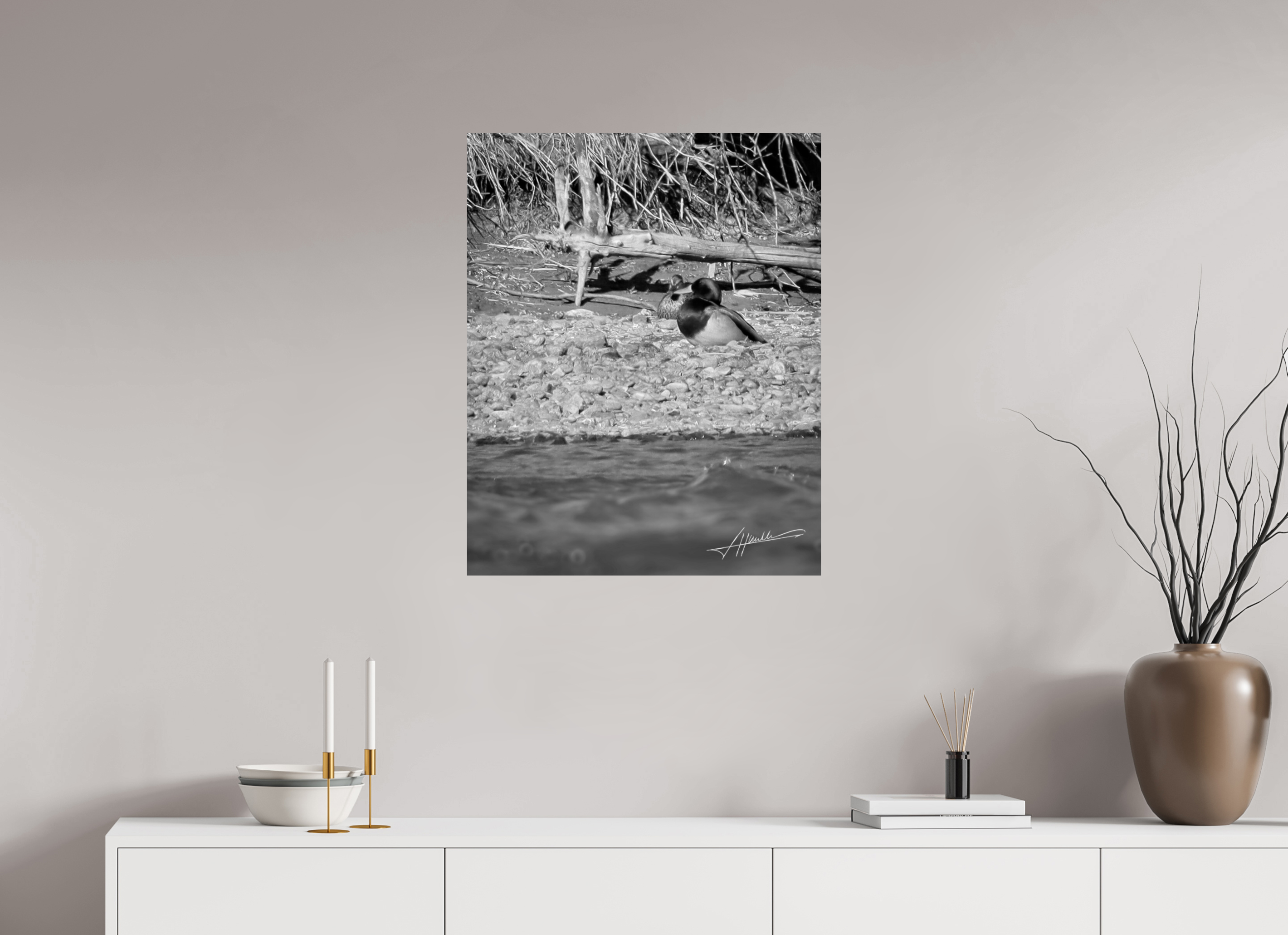 24 x 30″, Photo Print On Ilford Baryta Paper Sunbathing Mallard