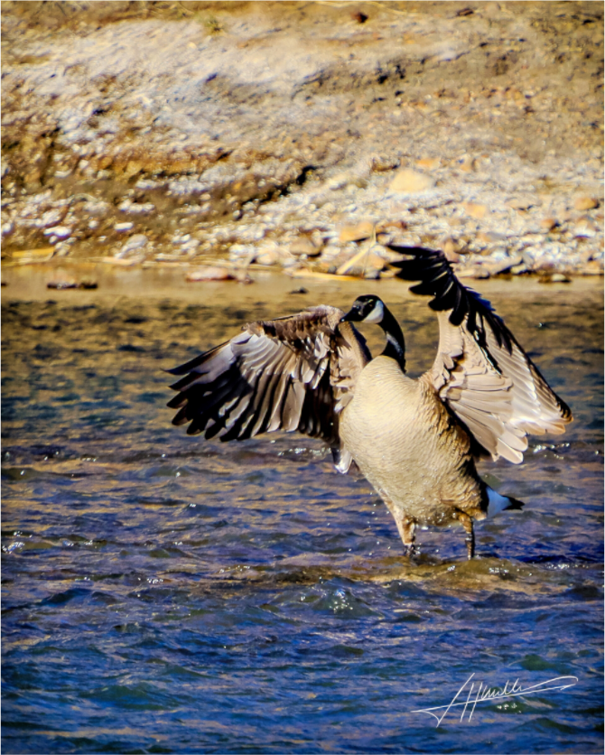 Main image The Bathing Goose