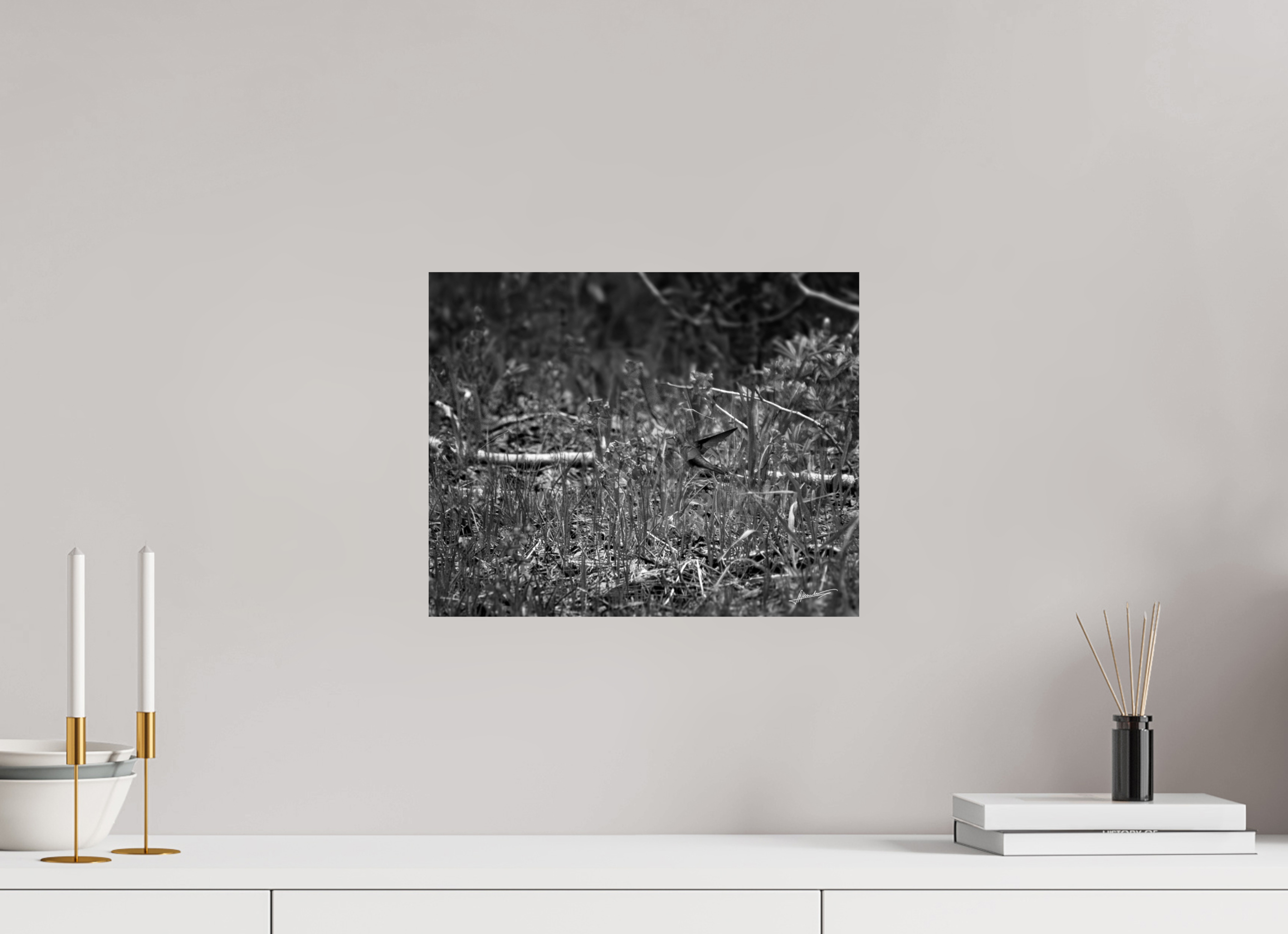 15 x 12″, Photo Print On Ilford Baryta Paper Feeding Hummingbird
