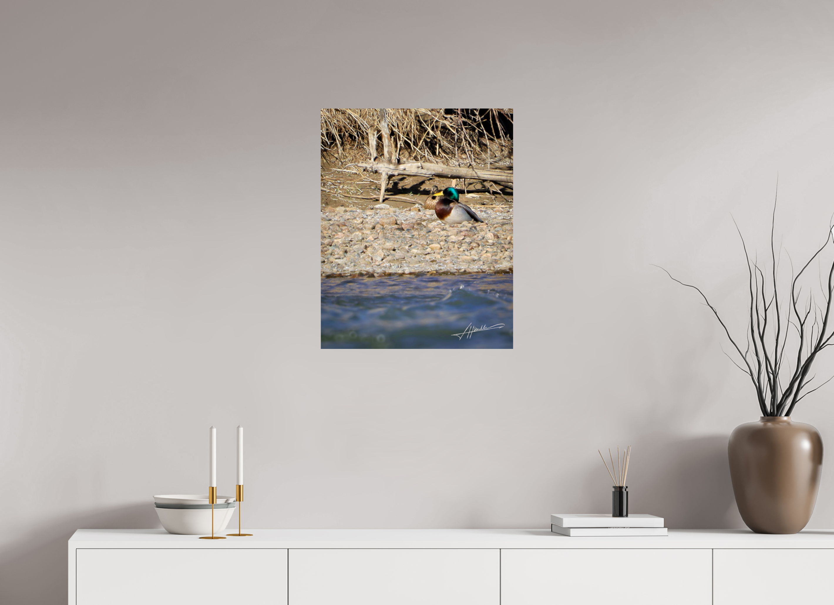 20 x 25″, Fine Art Dibond Sunbathing Mallard