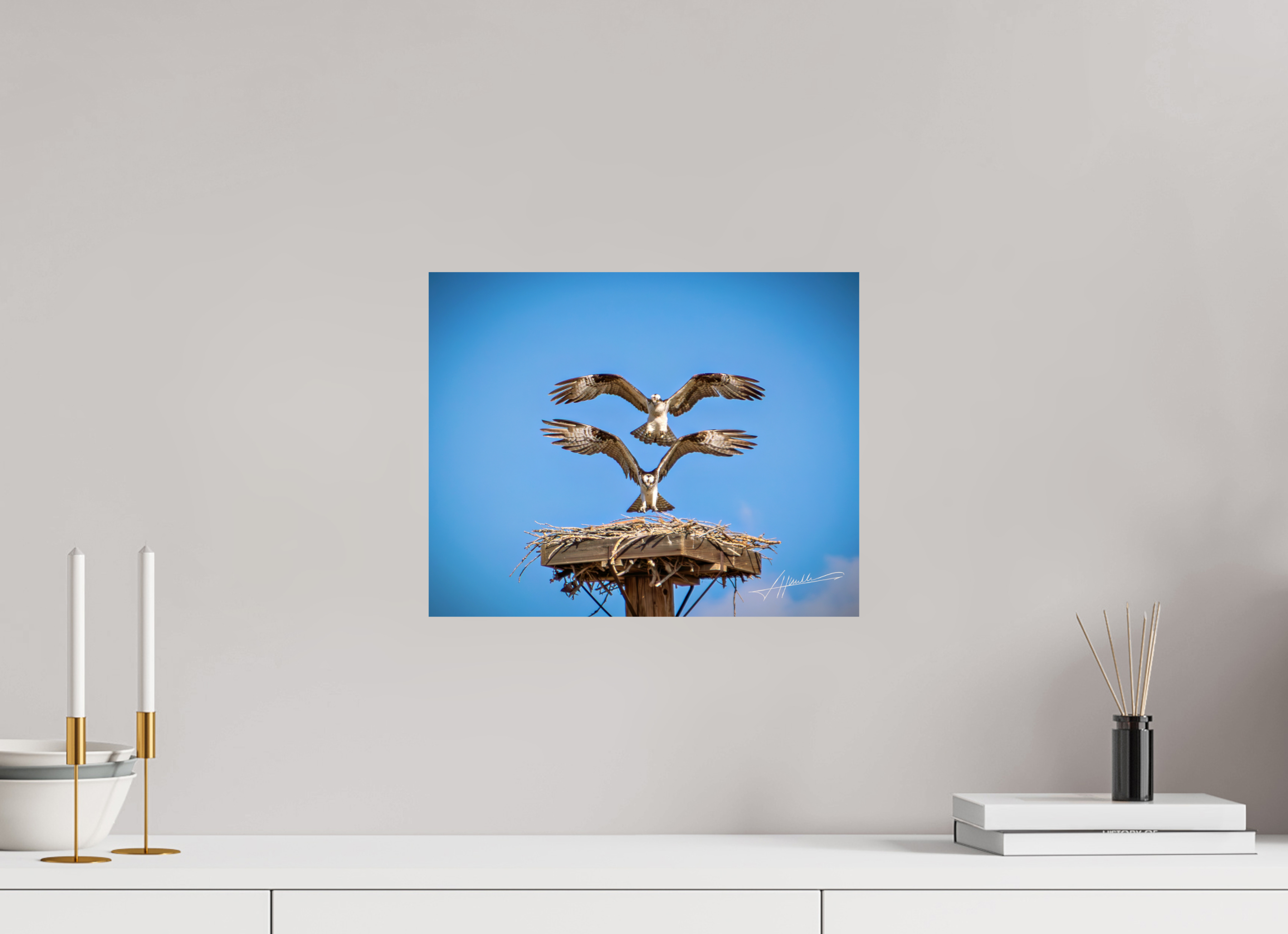15 x 12″, Photo Print On Fuji Crystal DP II Two Osprey Landing