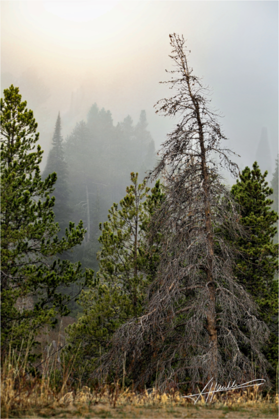 Main image The Lifting Fog