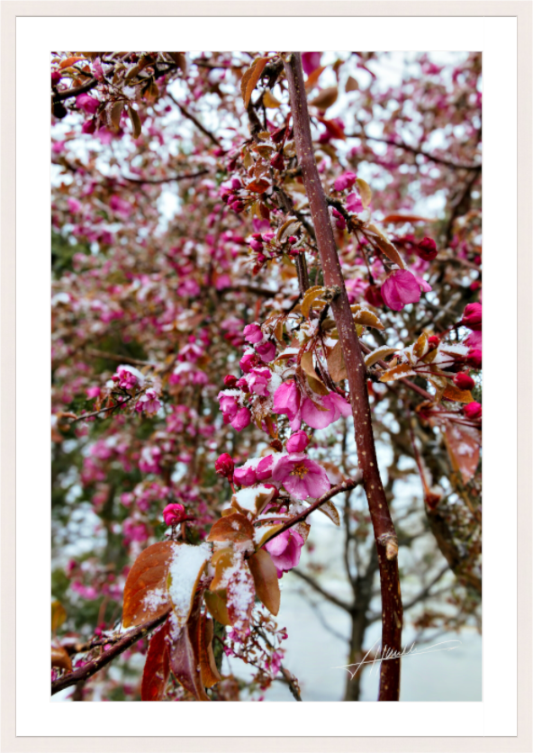 Main image Late Spring Snow