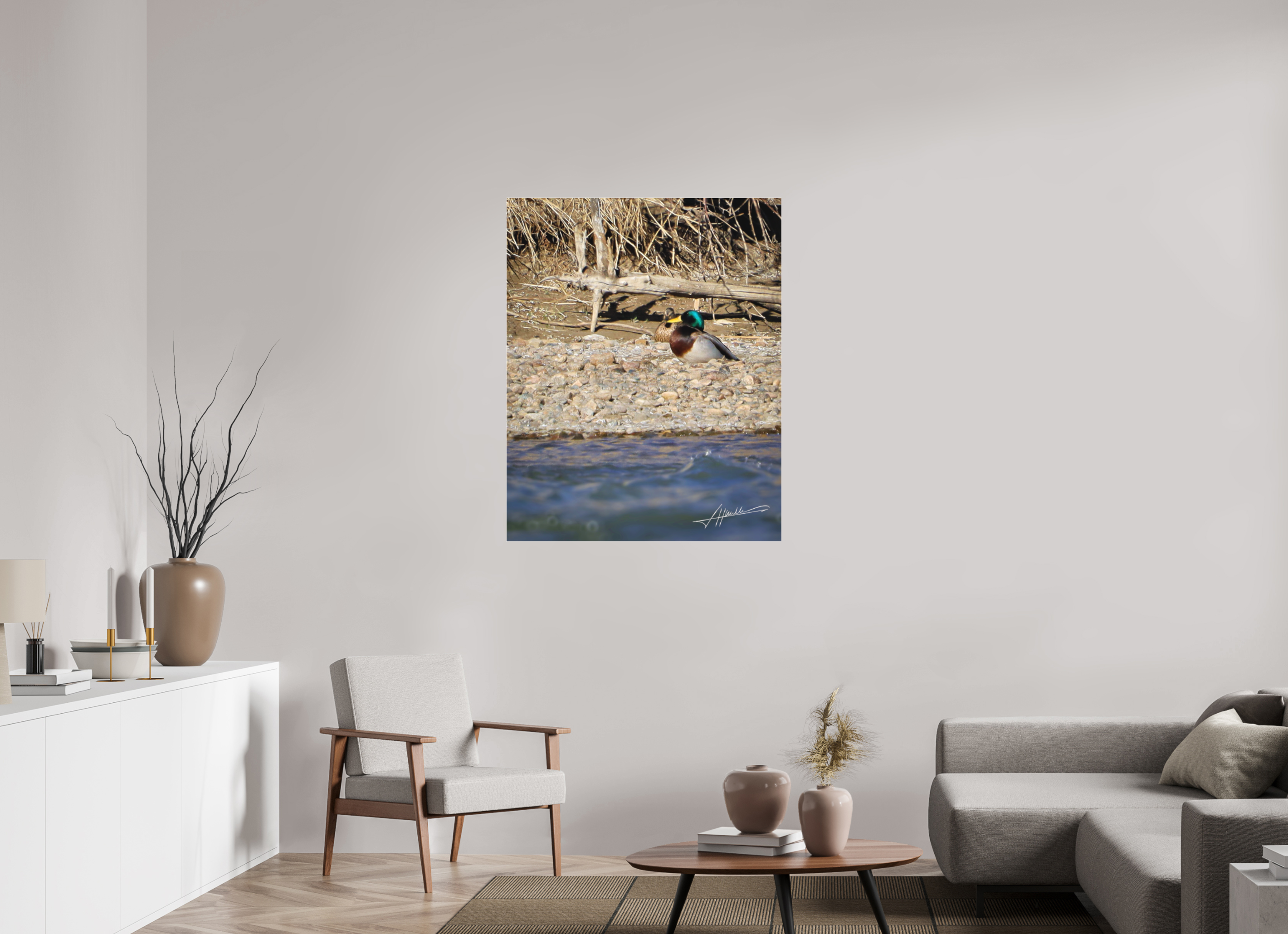 35 x 43.7″, Fine Pigment Under Acrylic Sunbathing Mallard