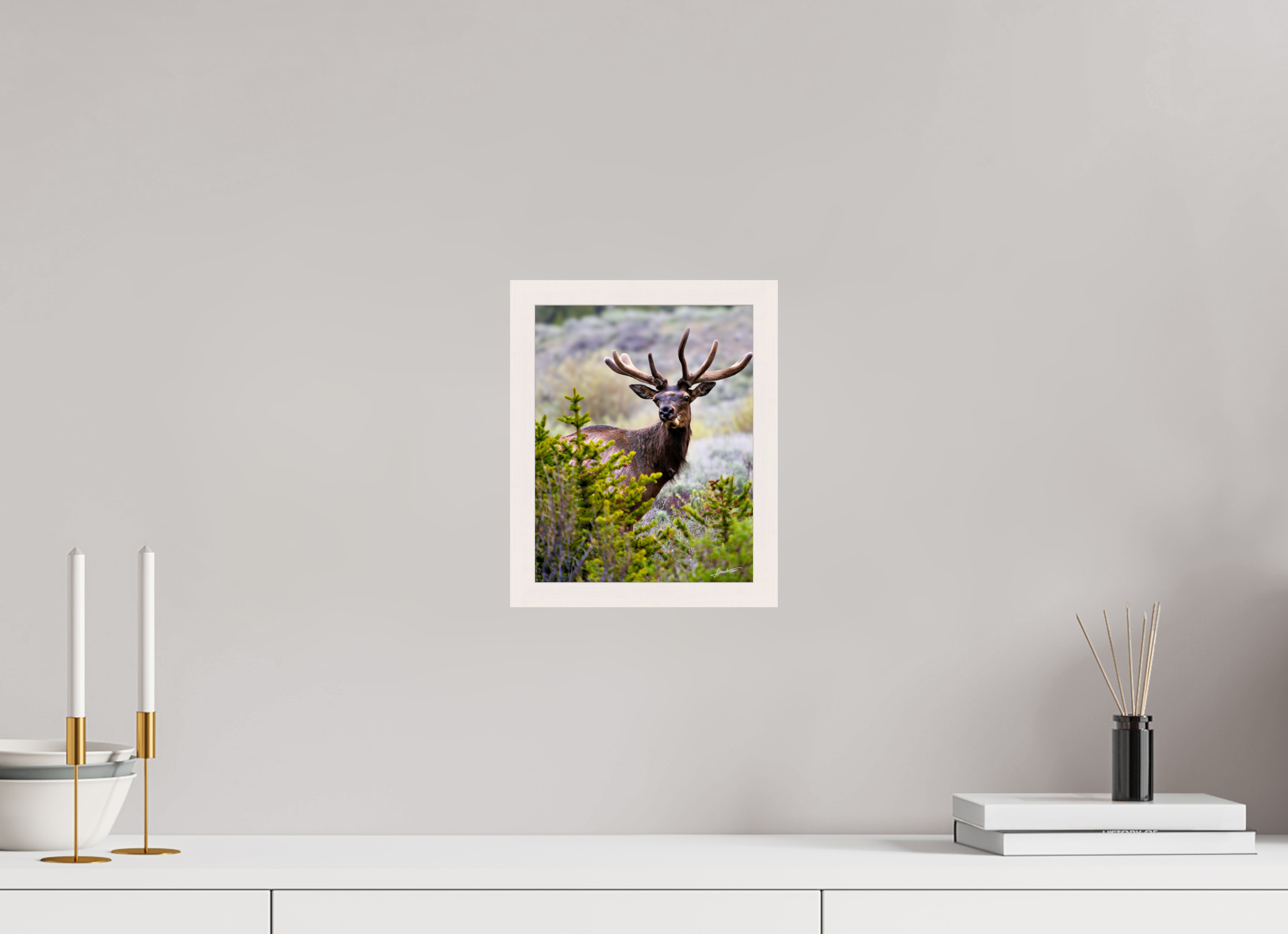 8 x 10″, Gallery Frame Velvet Bull