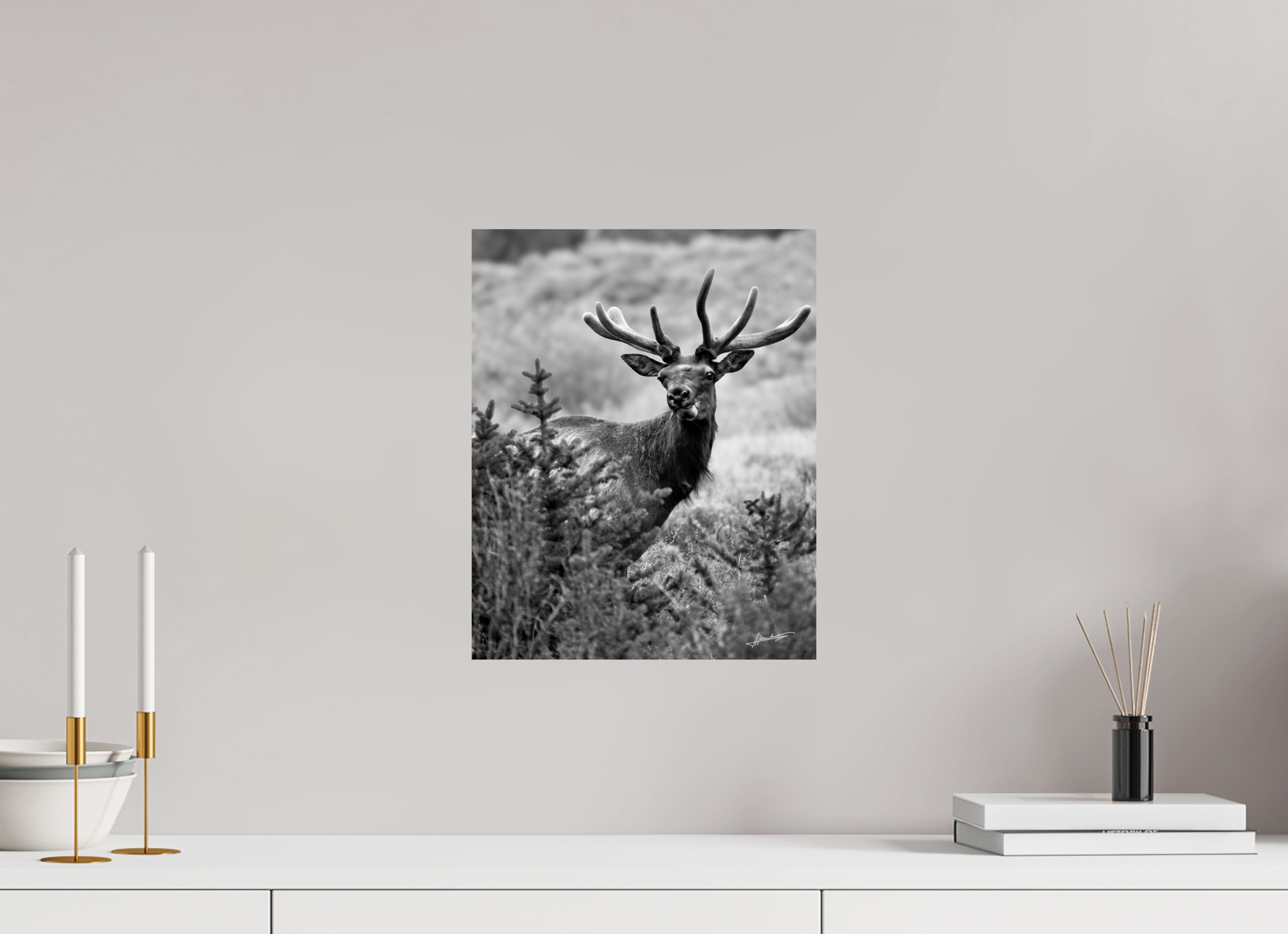 12 x 15″, Photo Print On Ilford Baryta Paper Velvet Bull