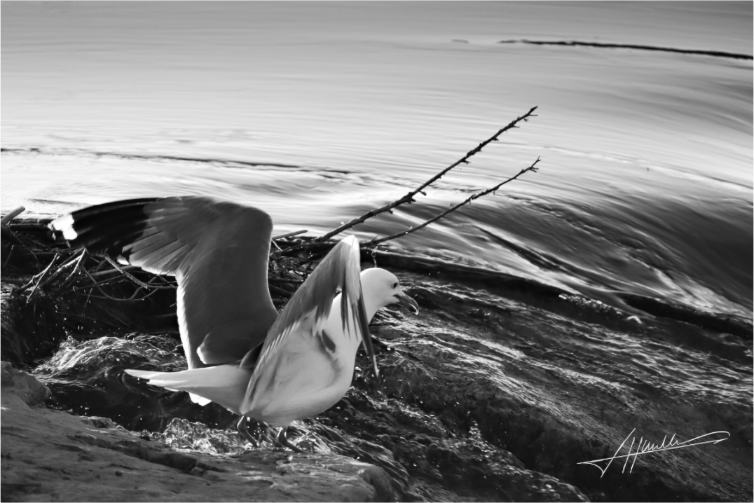Main image Seagull Takes Flight