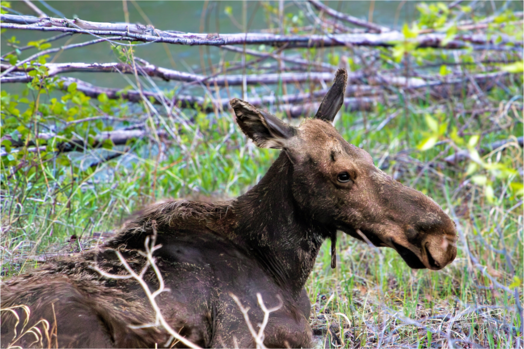 Main image Moose Relaxing