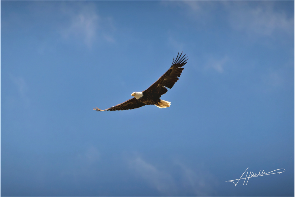 Main image Soaring Free