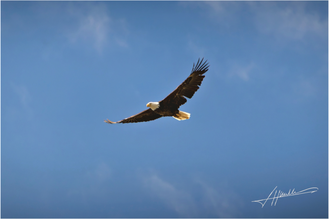 Main image Soaring Free
