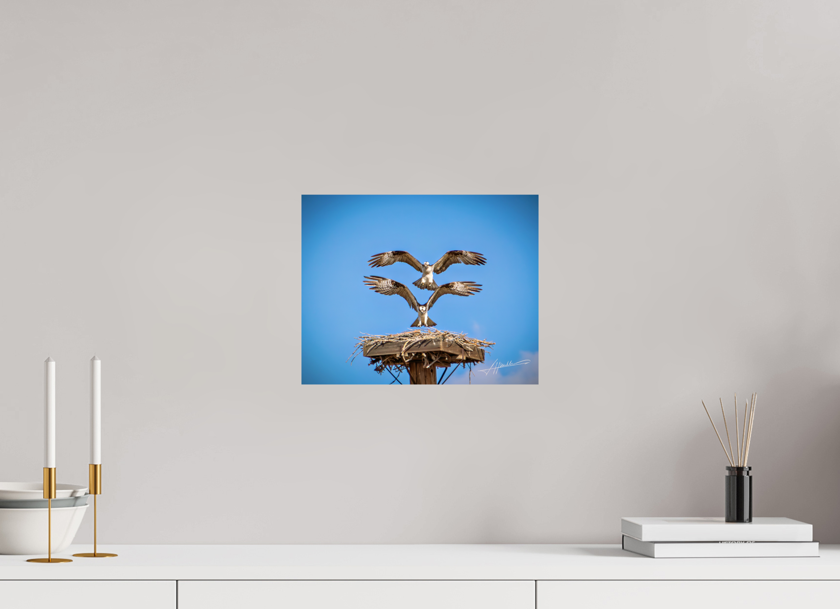 12.5 x 10″, Fine Art Dibond Two Osprey Landing