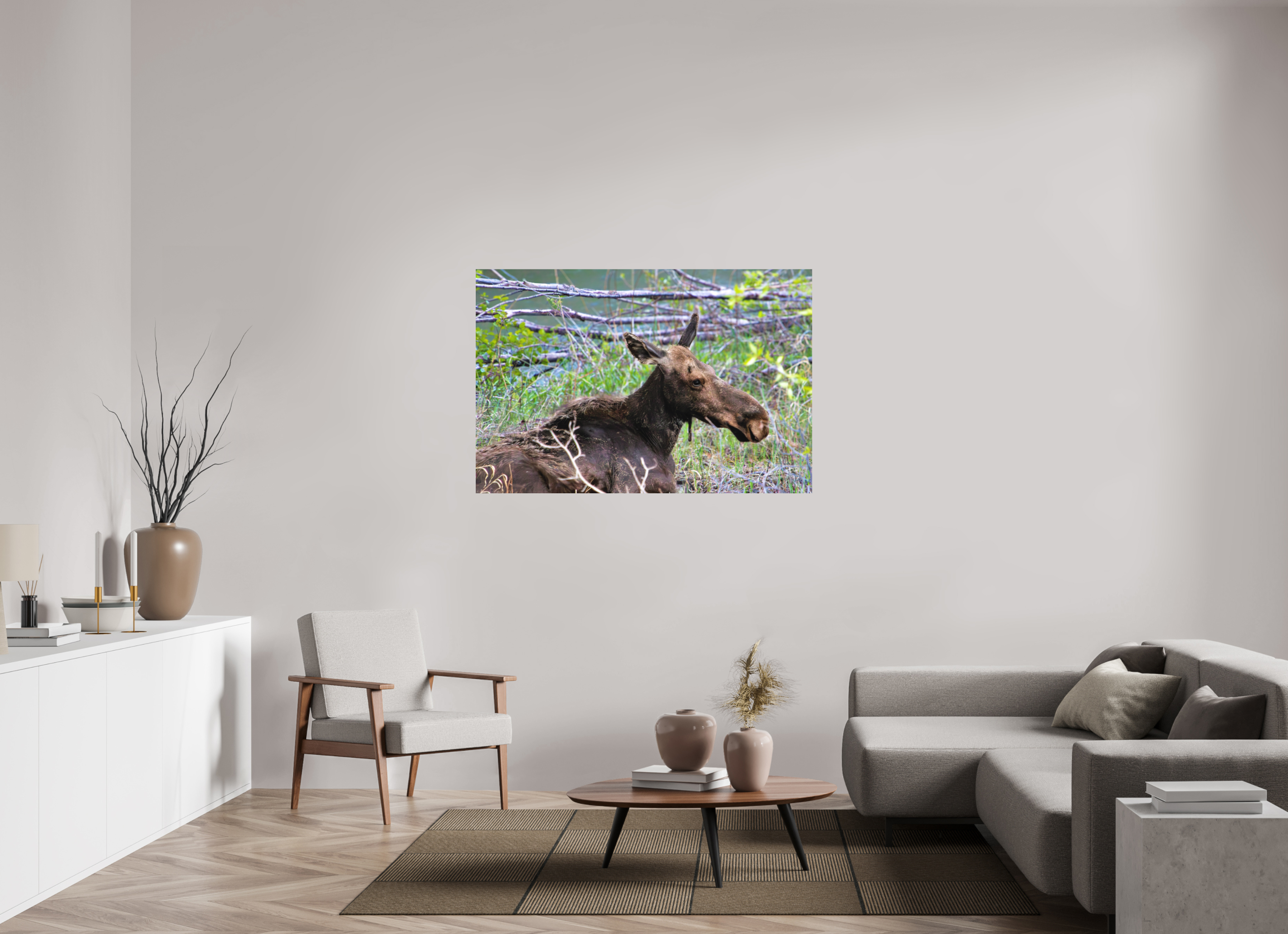 54 x 36″, Metal Dibond Moose Relaxing