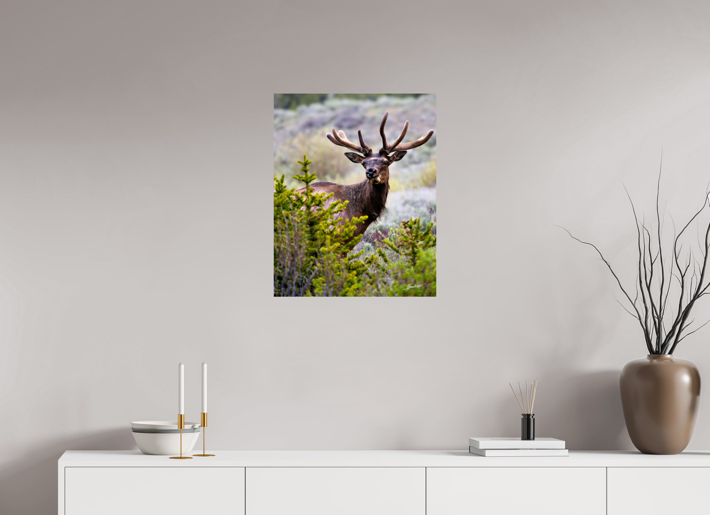 20 x 25″, Photo Print On Fujiflex High Gloss Velvet Bull