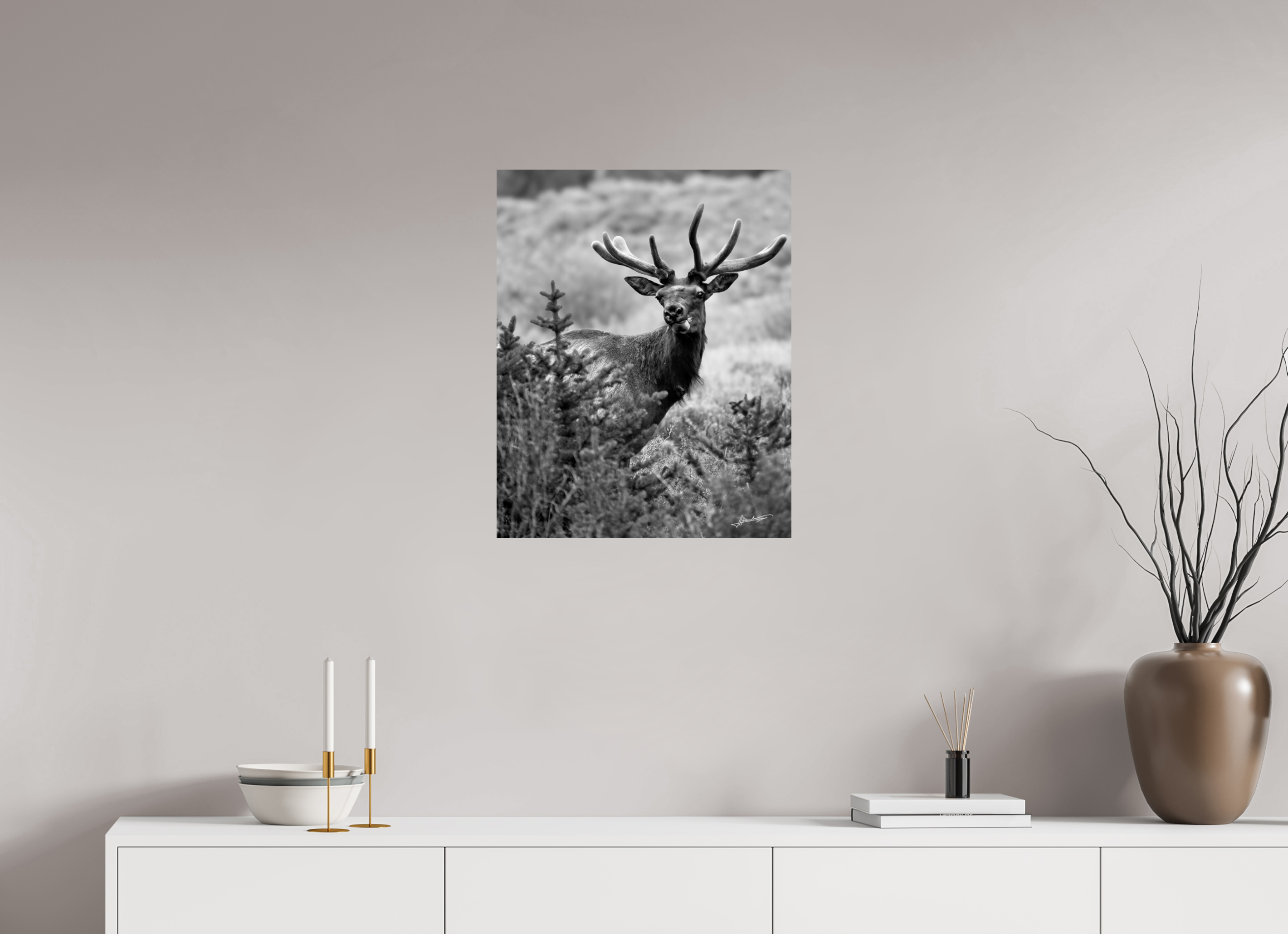 20 x 25″, Photo Print On Ilford Baryta Paper Velvet Bull