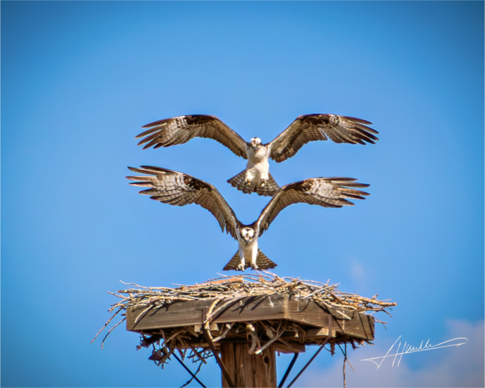 Main image Two Osprey Landing