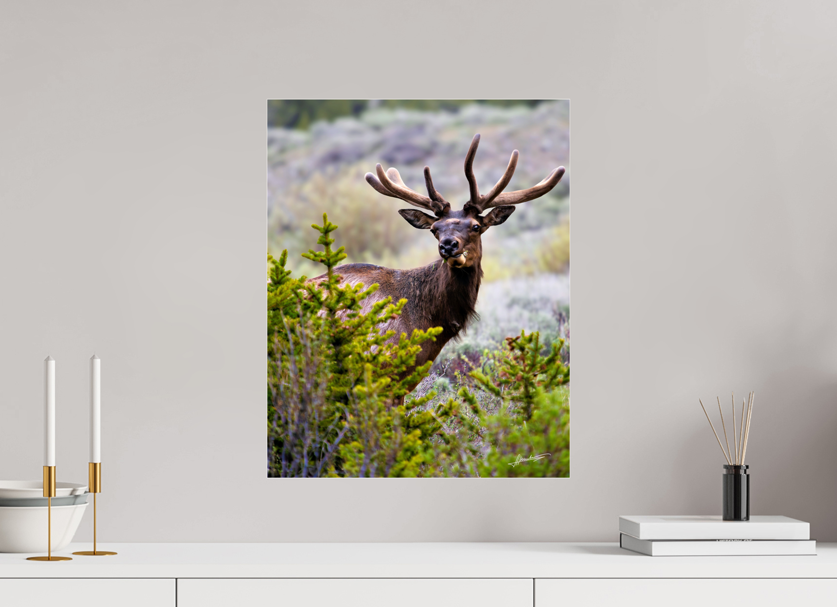 16 x 20″, Photo Print Under Acrylic Glass Velvet Bull