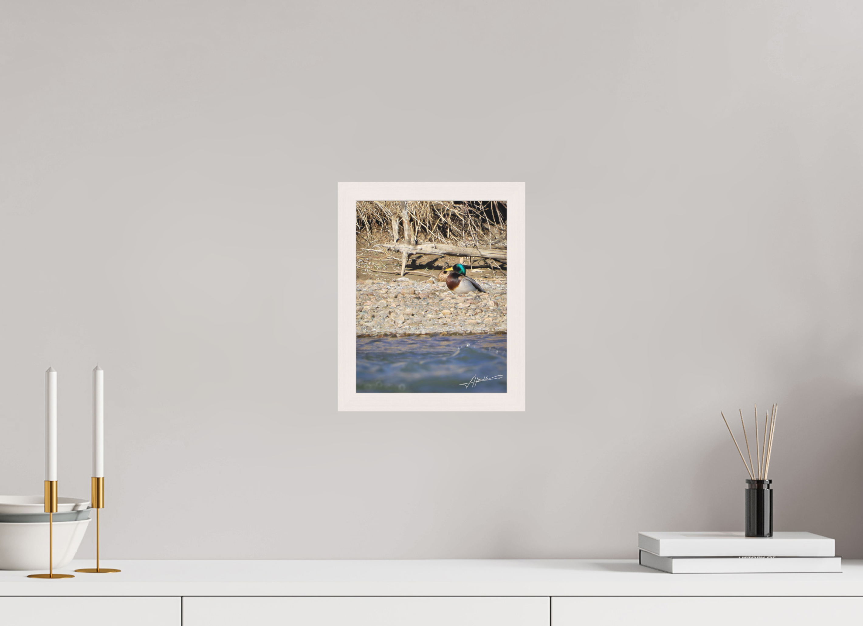 8 x 10″, Shadow Box Frame Sunbathing Mallard