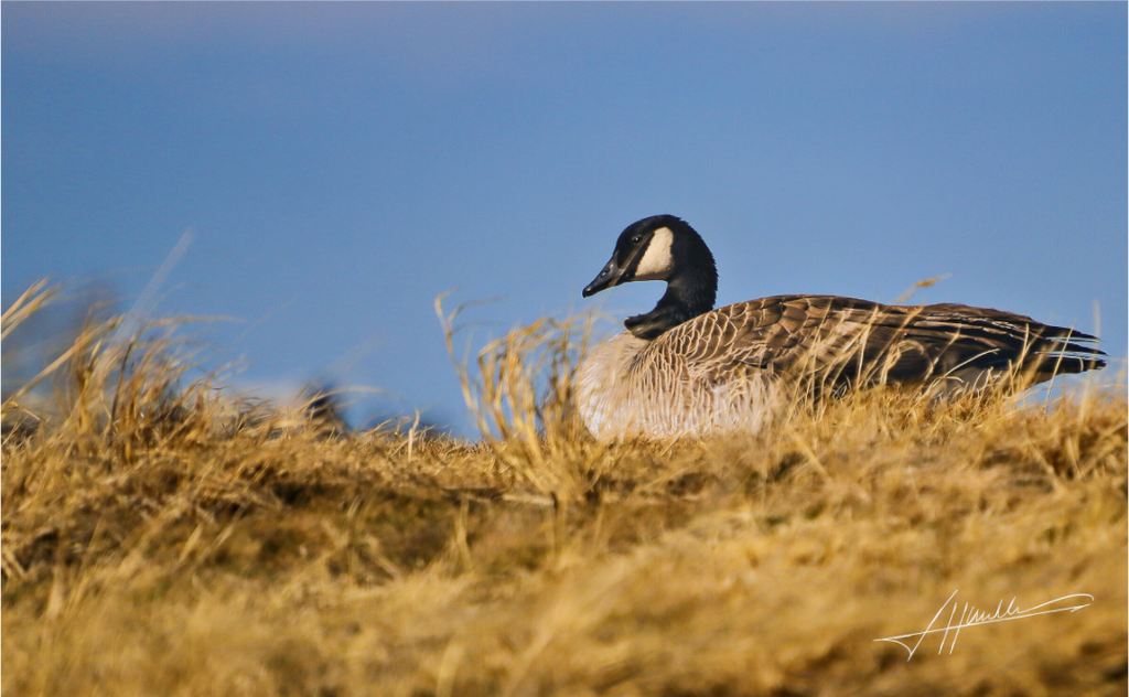 Main image The Nesting Goose