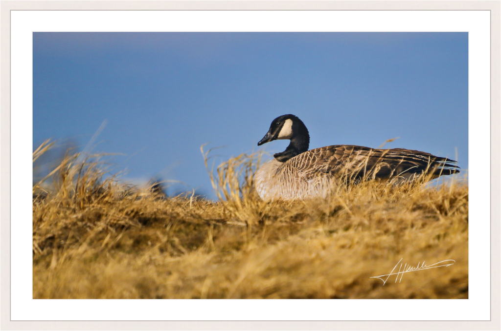 Main image The Nesting Goose