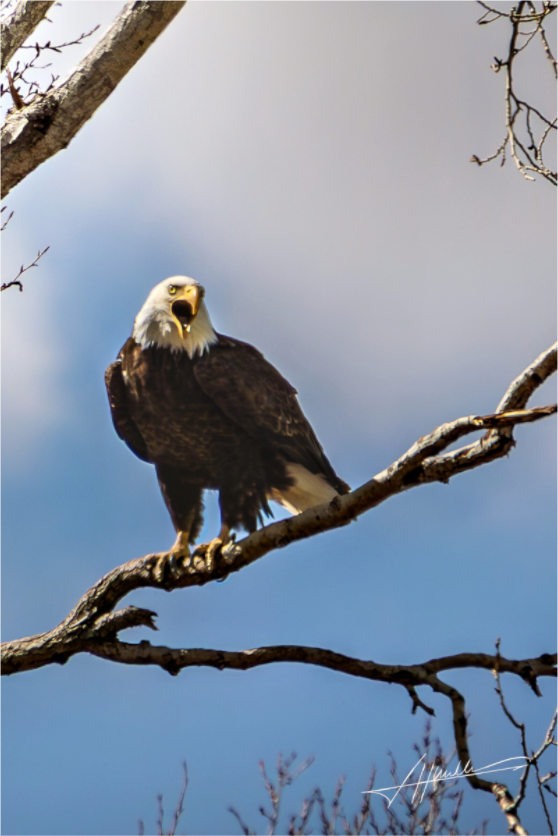 Main image The Eagle's Call