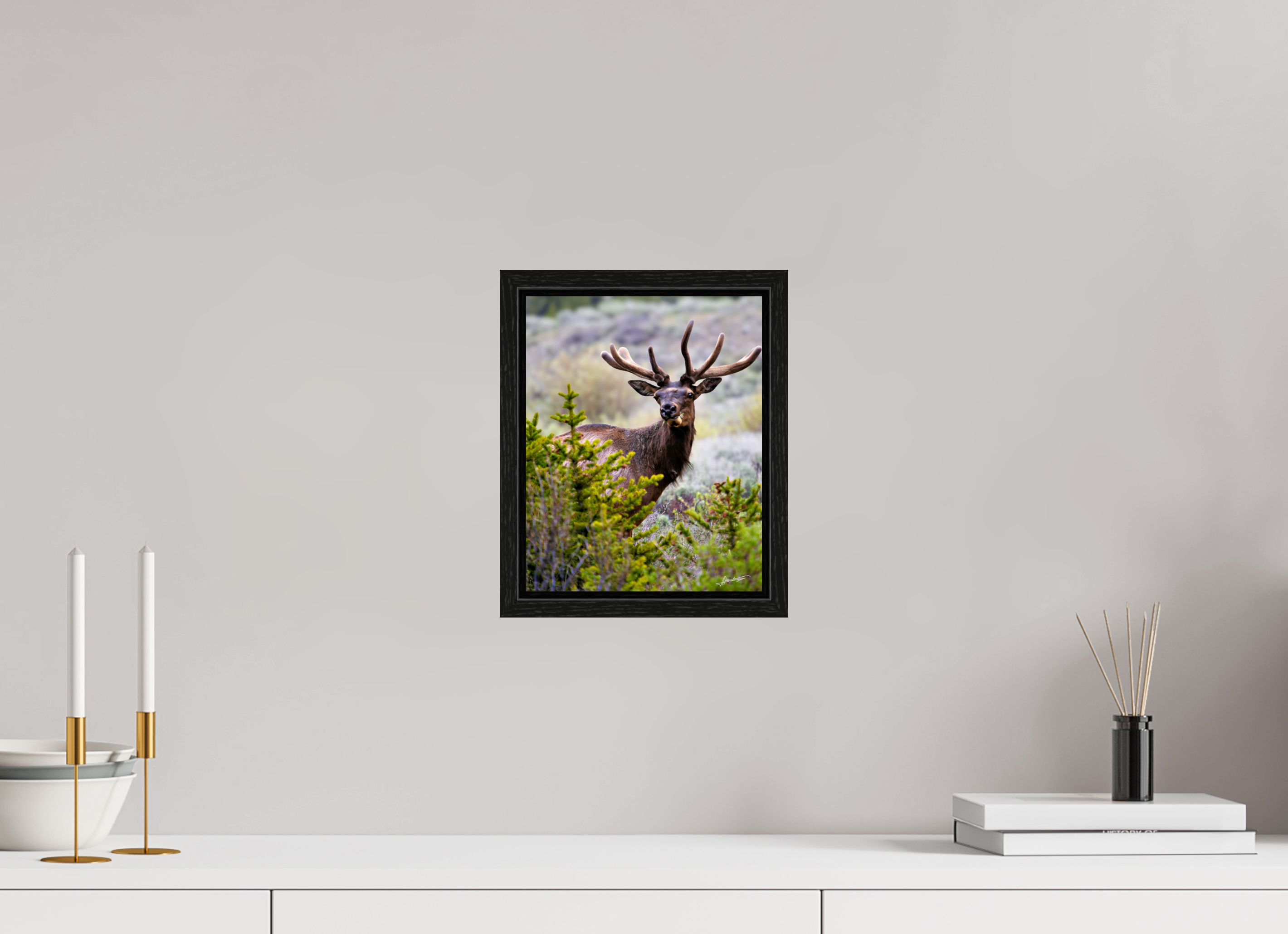 8 x 10″, Floater Frame Velvet Bull